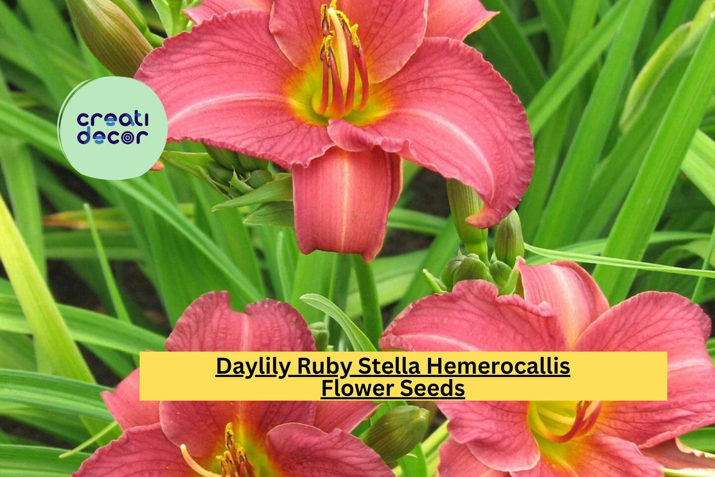 Daylily Ruby Stella Hemerocallis – 25 Bare Root Plants, Perennial Flowers for Garden, Bright Red Blooms, Easy to Grow Landscaping