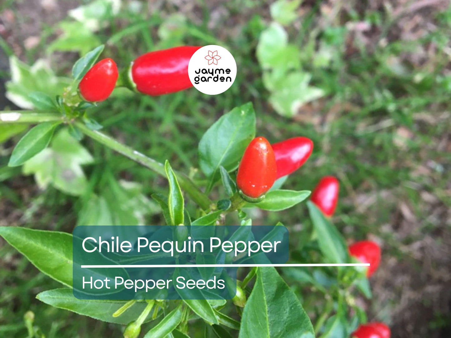 250mg Seeds Hot Chile Pequin Pepper | Heirloom Pepper for Planting | Spicy & Flavorful | Compact Plant | Perfect for Salsas and Cooking