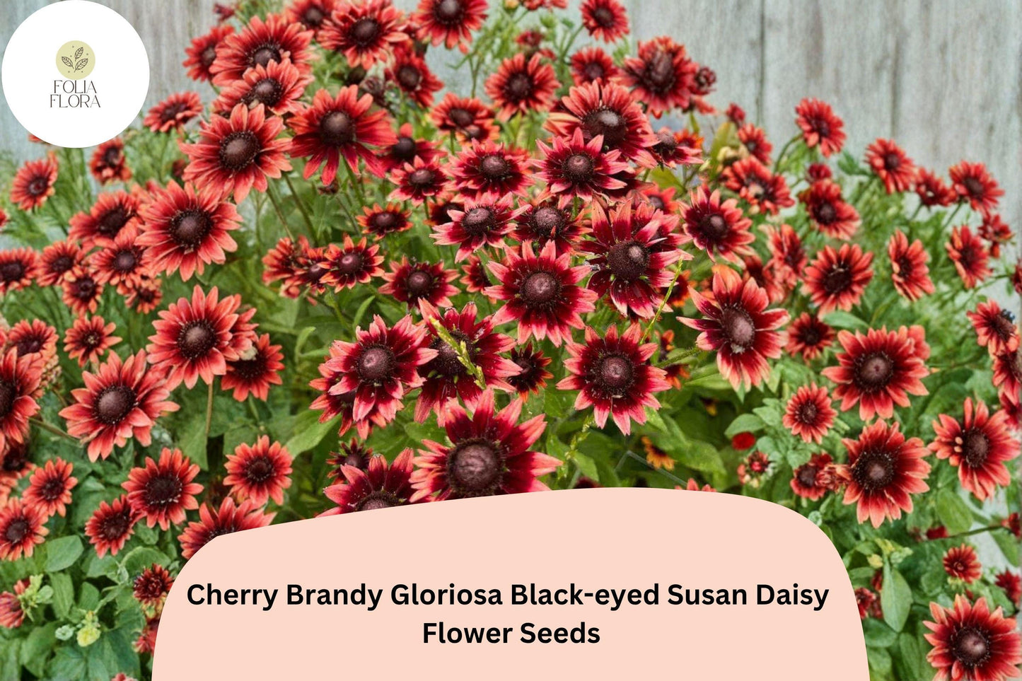 200+ Cherry Brandy Black-eyed Susan Daisy Seeds | Rudbeckia hirta | Deep Red Garden Flowers for Pollinator Borders