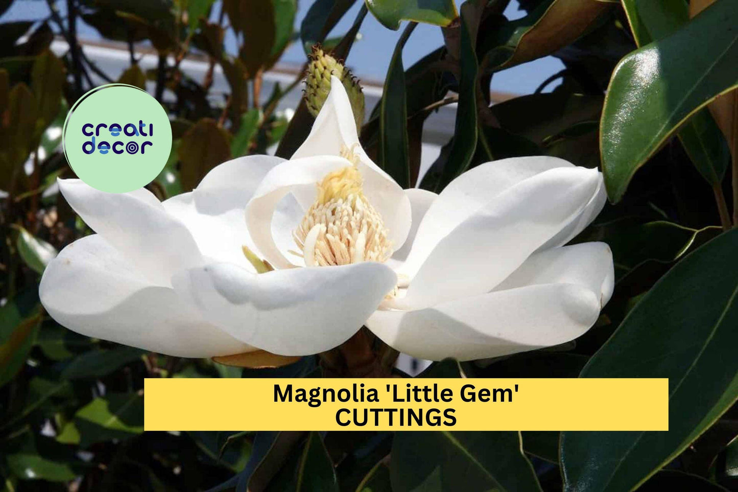 Super Rare Magnolia 'Little Gem' Cuttings (3) | Compact Evergreen Tree | Graft or Root Your Own | Fragrant White Blooms