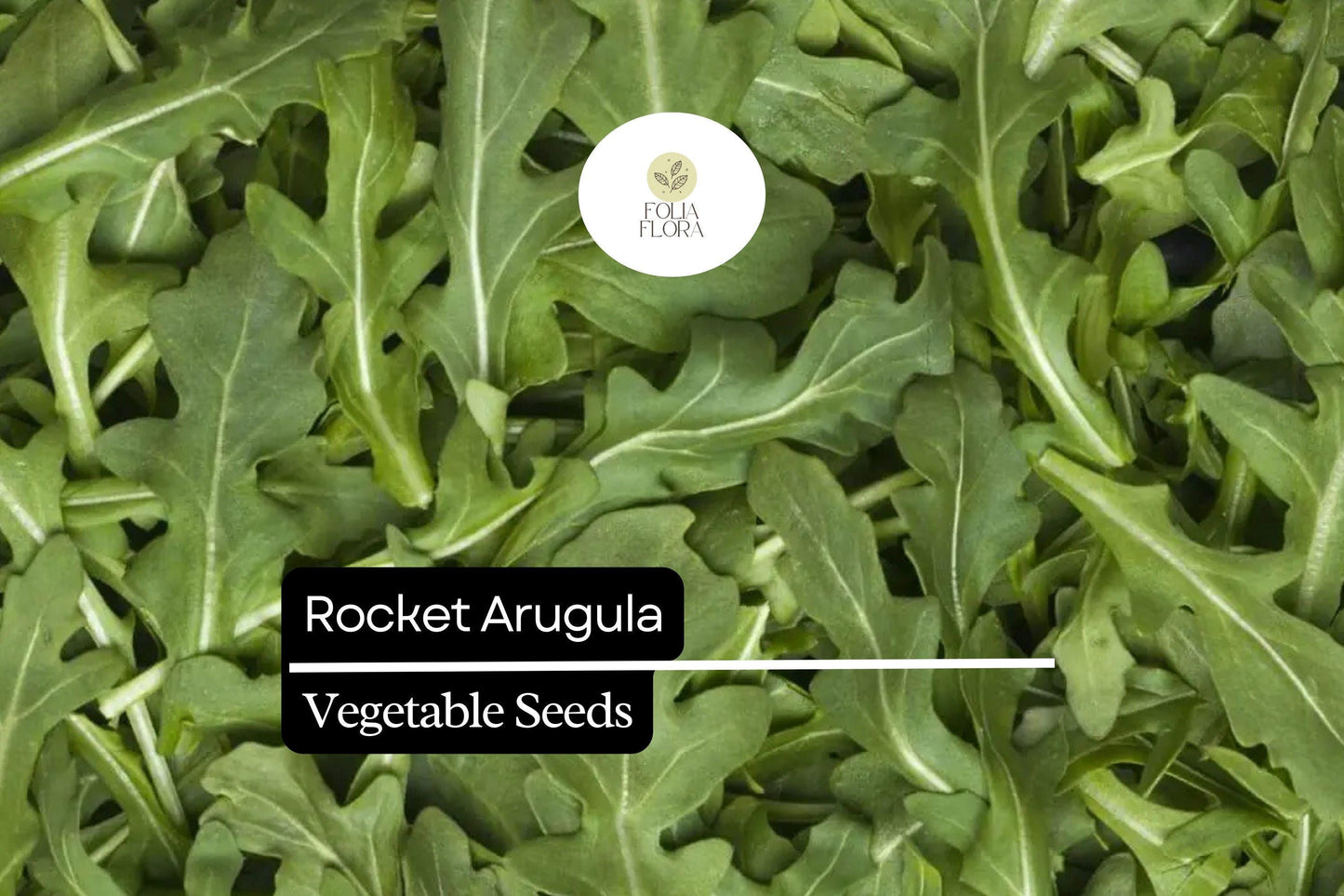 500 Rocket Arugula Seeds – Heirloom, Fast-Growing, Spicy & Nutty Greens, Non-GMO, Cool-Season Crop