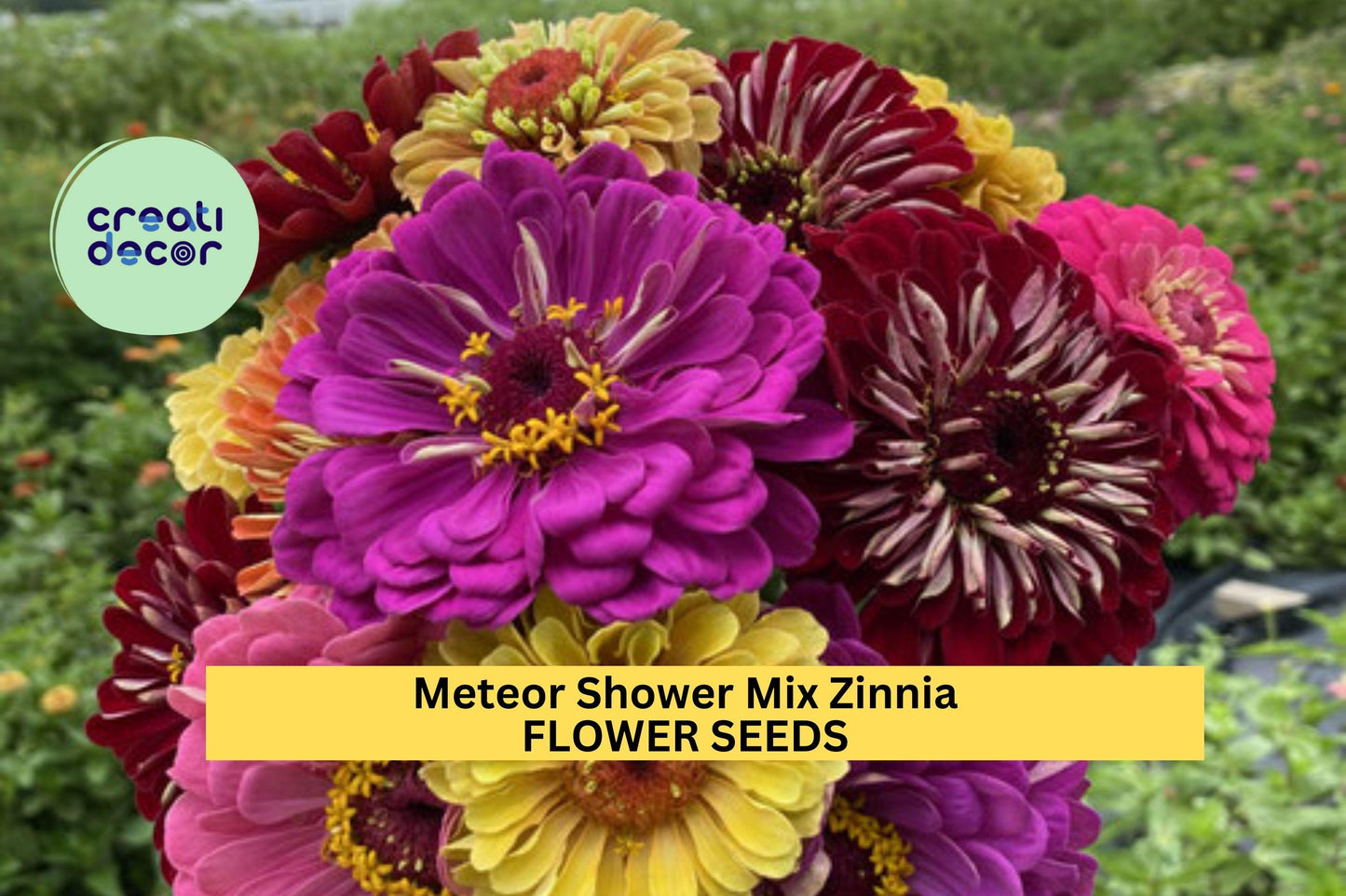 100+ Meteor Shower Zinnia Seeds – Bright Mixed Color Blooms for Garden Planting, Long-Lasting Annuals for Beds & Bouquets – USA