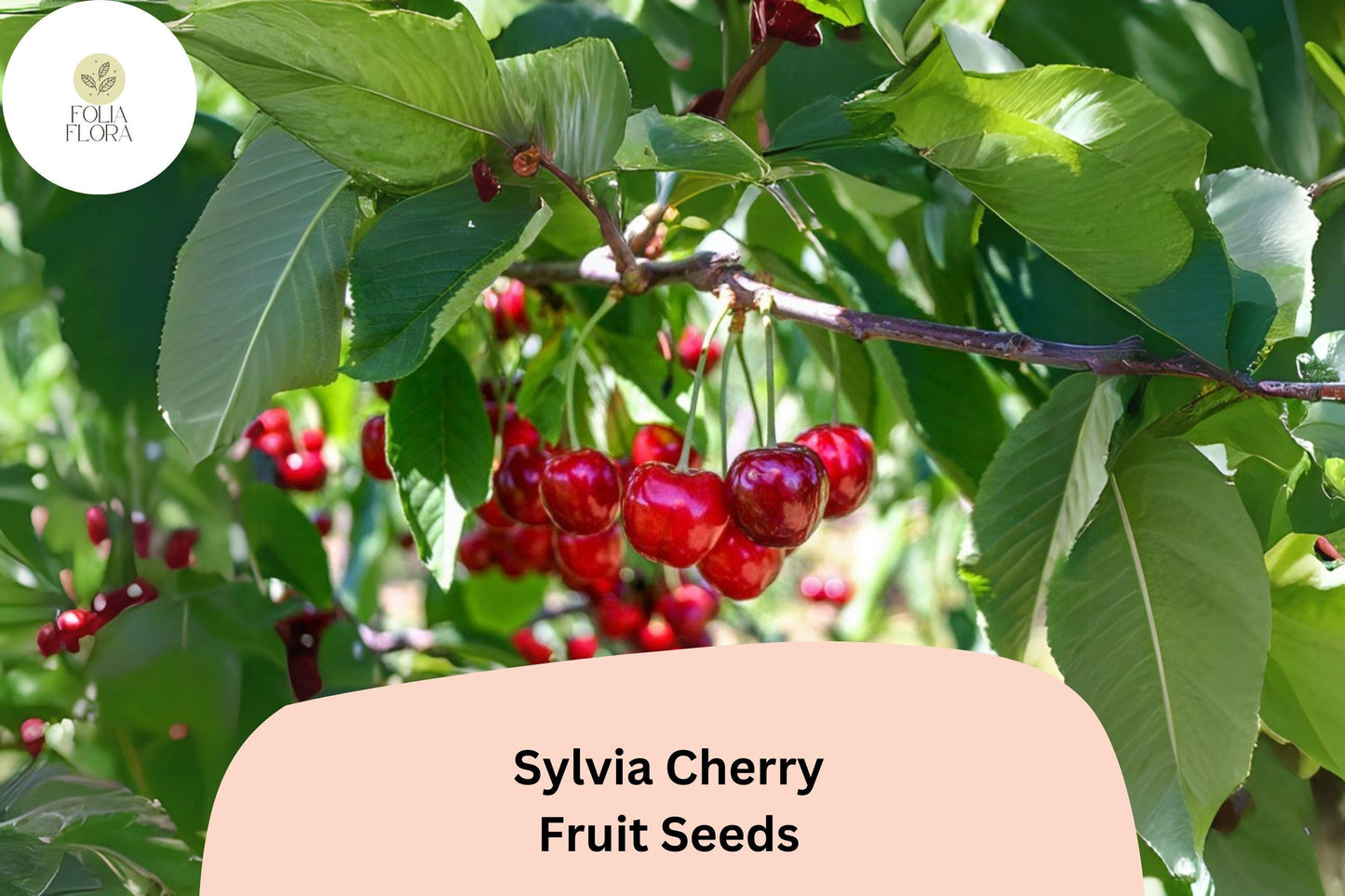 10+ Sylvia Cherry Seeds – Sweet, Juicy, Compact Tree for Home Gardens