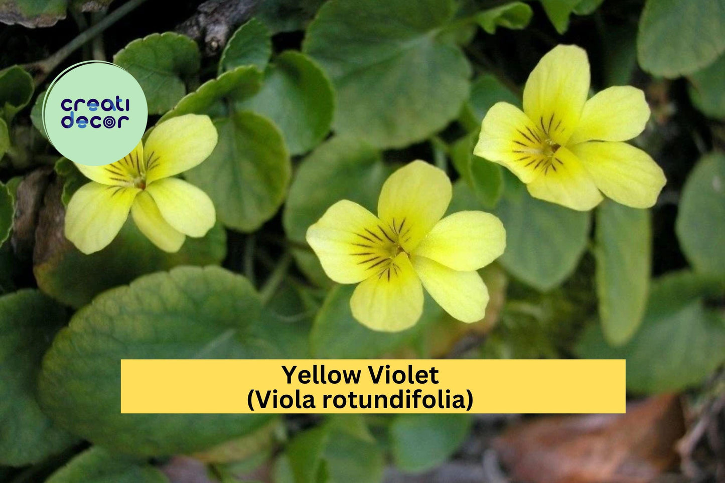 Yellow Violets – Viola rotundifolia Bare Root Plants (5 Qty), Hardy Native Perennial Wildflowers with Cheerful Yellow Spring Blooms