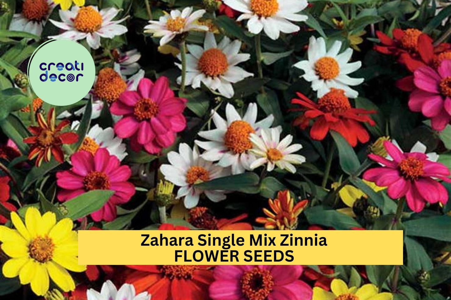 100+ Zahara Single Mix Zinnia Seeds – Bright Single Blooms for Garden Planting, Heat & Drought Tolerant Annual Flowers – USA