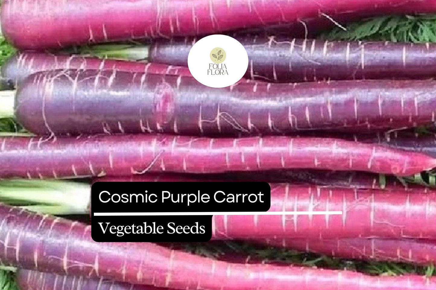 300 Seeds Cosmic Purple Carrot (Daucus carota) – Vibrant Purple Carrots with Sweet Orange Core