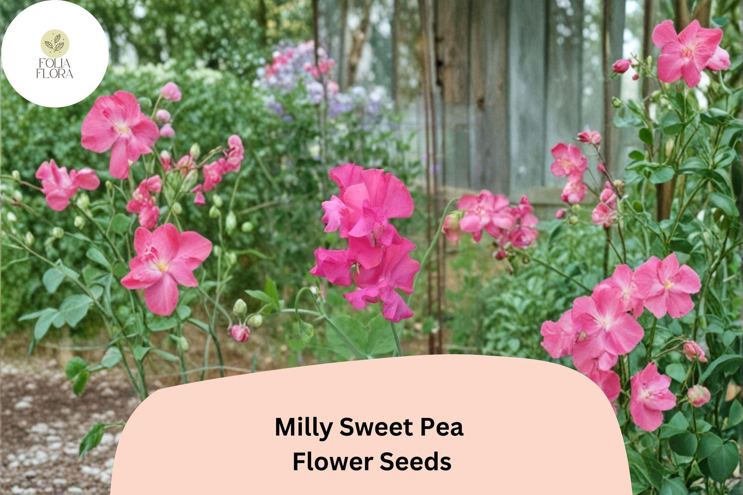 Milly Sweet Pea Seeds | Lathyrus odoratus Soft Pastel Flowers Garden Planting (50+ Seeds)