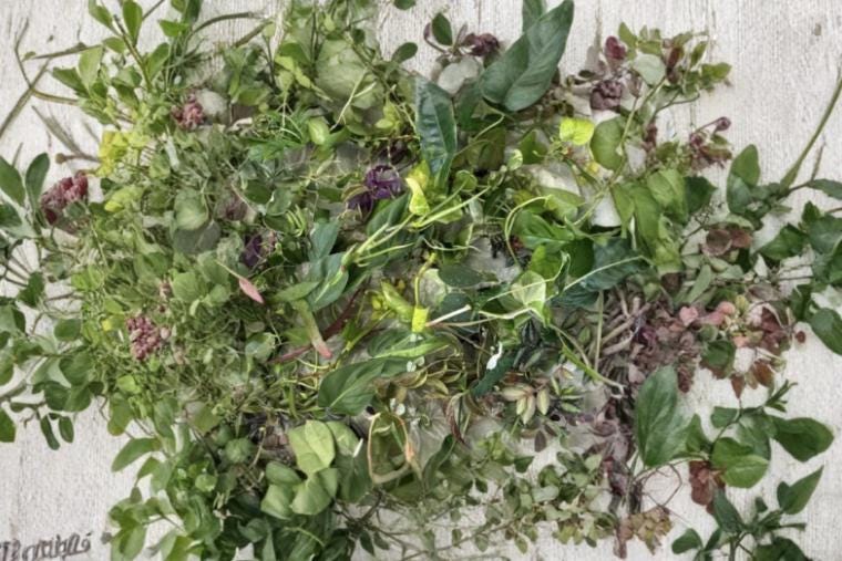 Mystery Cuttings Box 10 Cuttings Assorted Unrooted Plant Cuttings