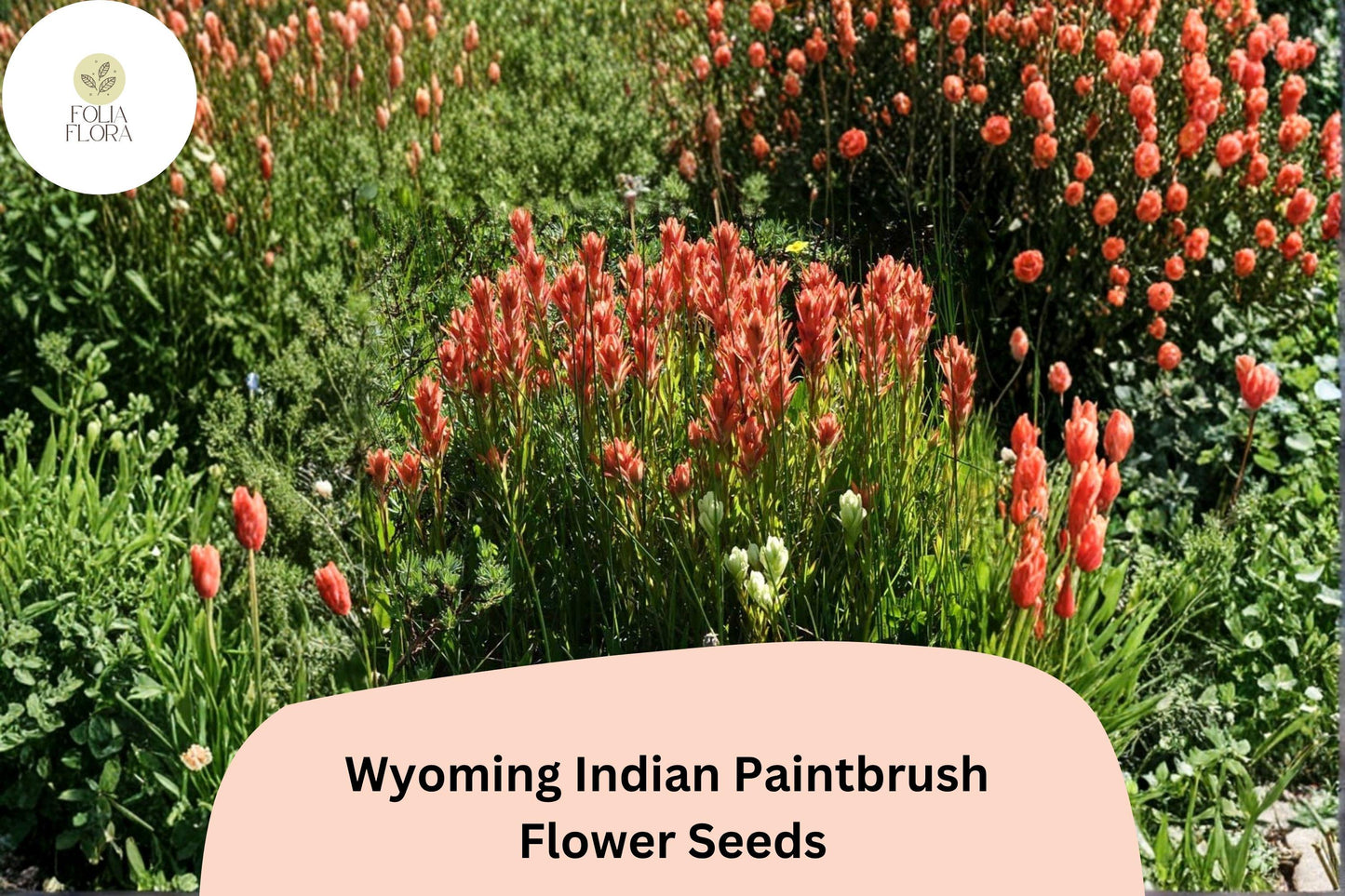 300 Castilleja linariifolia Seeds | Wyoming Indian Paintbrush | Native Red Wildflower for Meadow & Pollinator Gardens