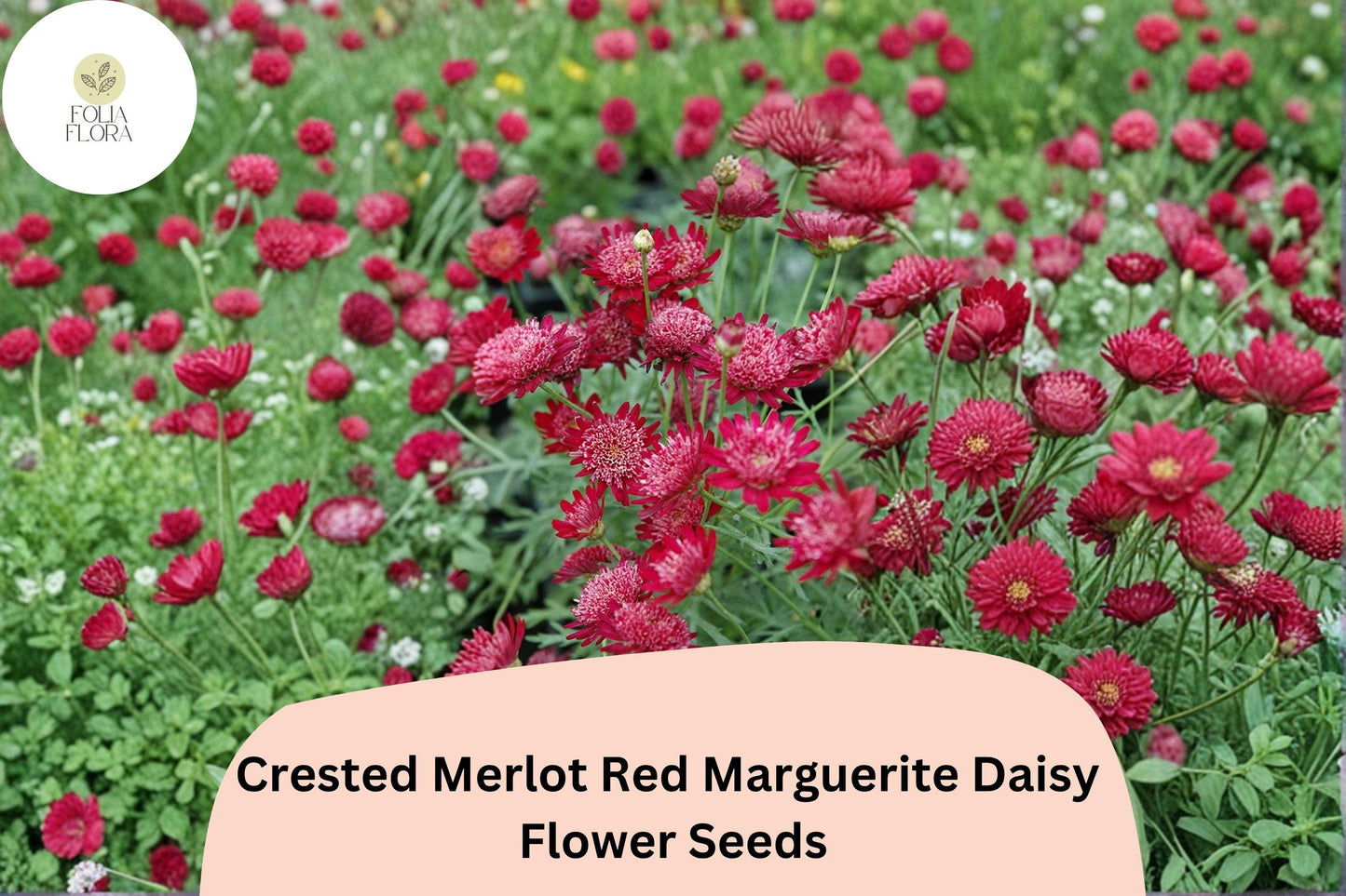 200+ Crested Merlot Red Marguerite Daisy Seeds | Argyranthemum frutescens | Deep Red Blooms | Annual Garden Flower