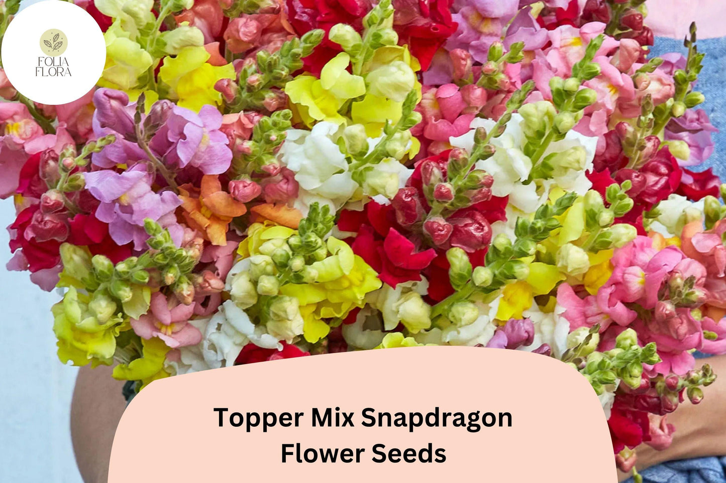 1000+ Topper Mix Snapdragon Seeds | Antirrhinum majus | Tall Colorful Blooms for Borders & Cut Flowers
