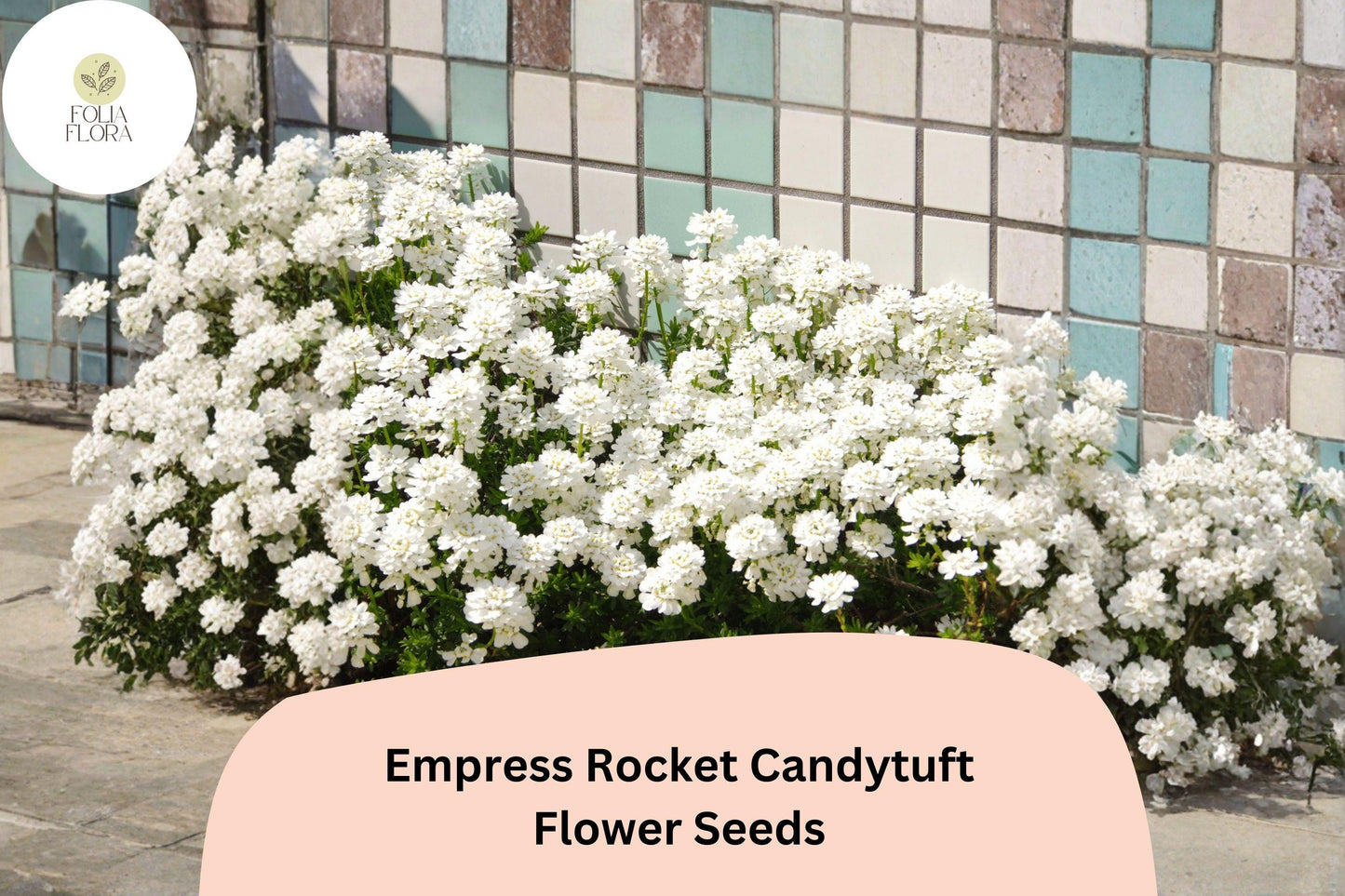 Empress Rocket Candytuft Seeds – Iberis amara | Easy Grow Annual for Borders, Beds & Cut Flower Gardens