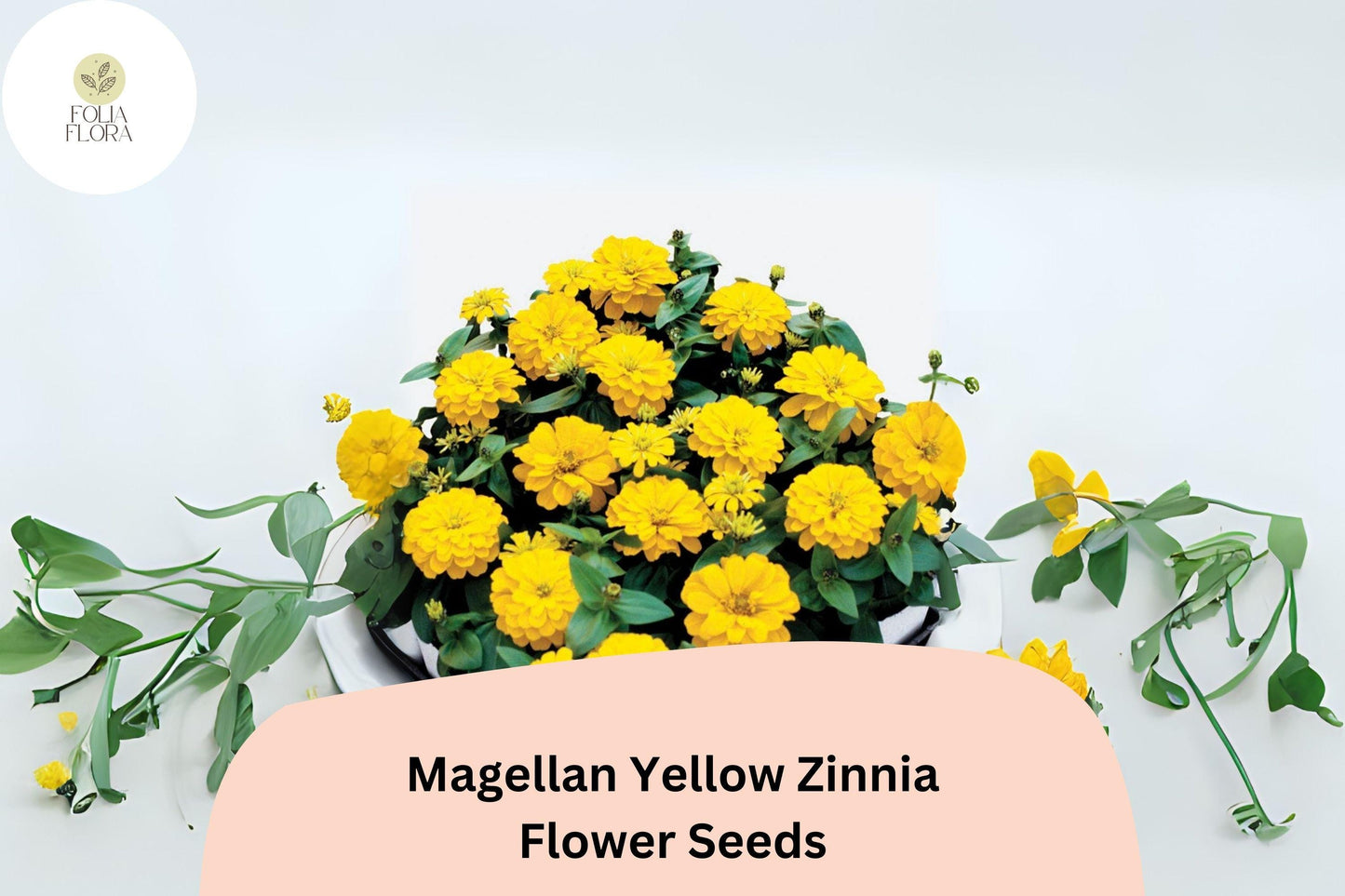 Magellan Yellow Zinnia Seeds: Compact Garden Flowers