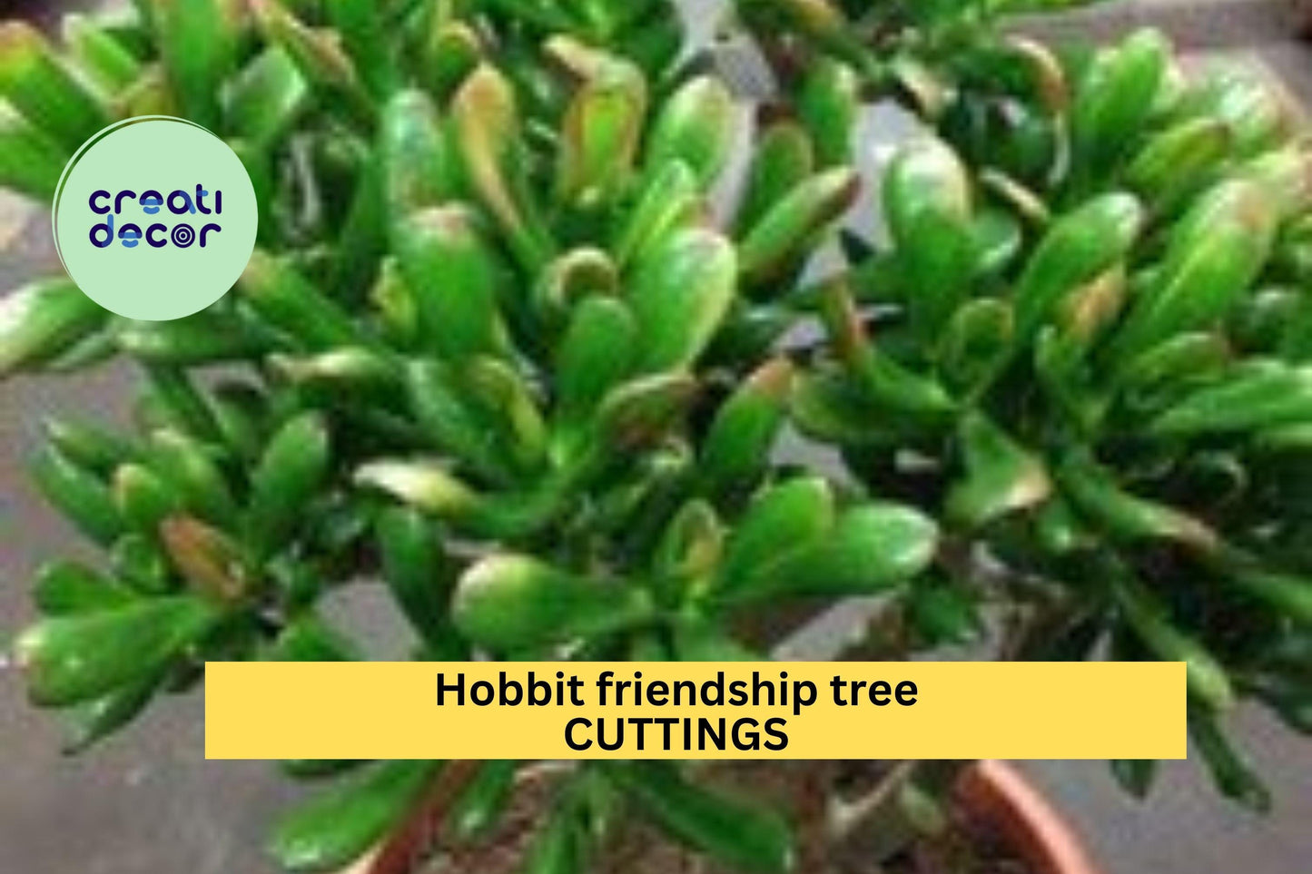 4 Hobbit Jade Plant Cuttings – Crassula ovata ‘Hobbit’ | Unique Curled Leaf Succulent for Pots, Bonsai, or Indoor Decorative Planting