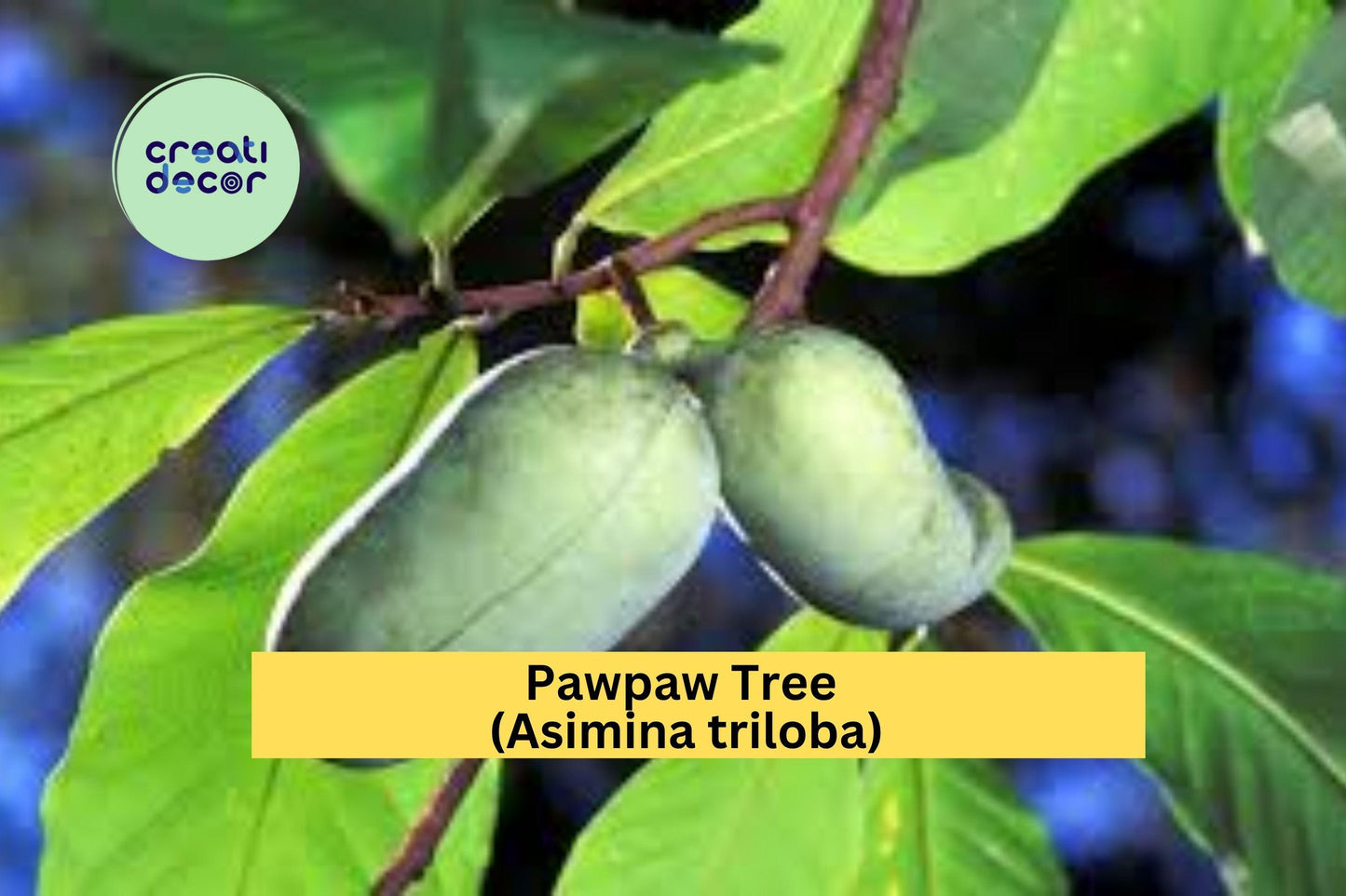 Pawpaw Tree | Asimina triloba | Live Seedling Fruit Tree | Native Perennial | No Ship CA