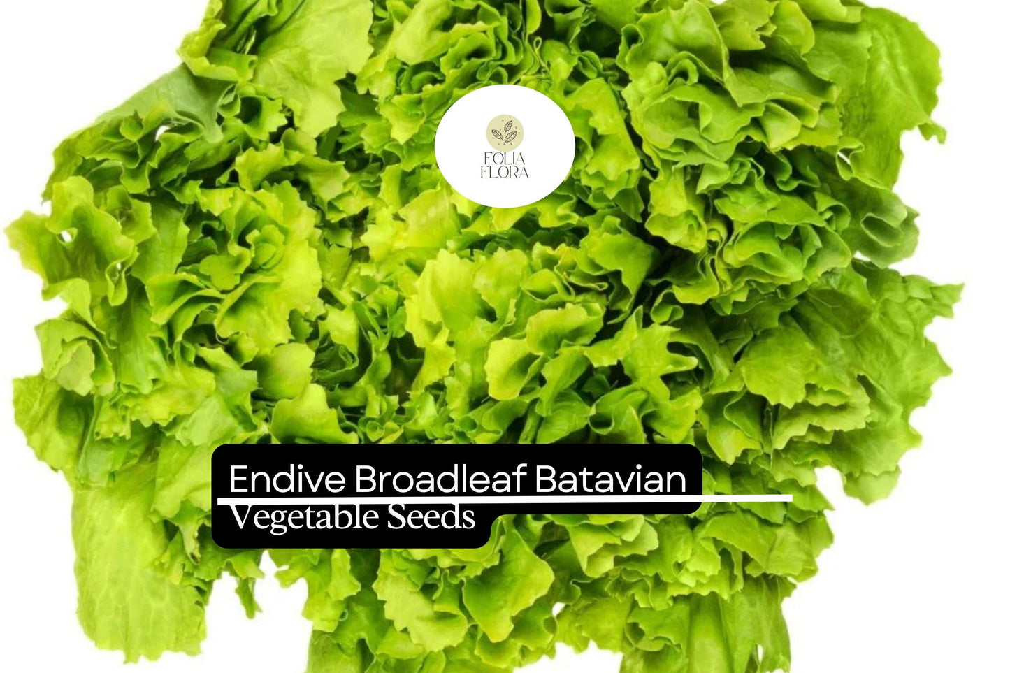 1g Endive Broadleaf Batavian Seeds Cichorium endivia | Heirloom Salad Green, Mild Flavor, Cold Hardy, Easy to Grow