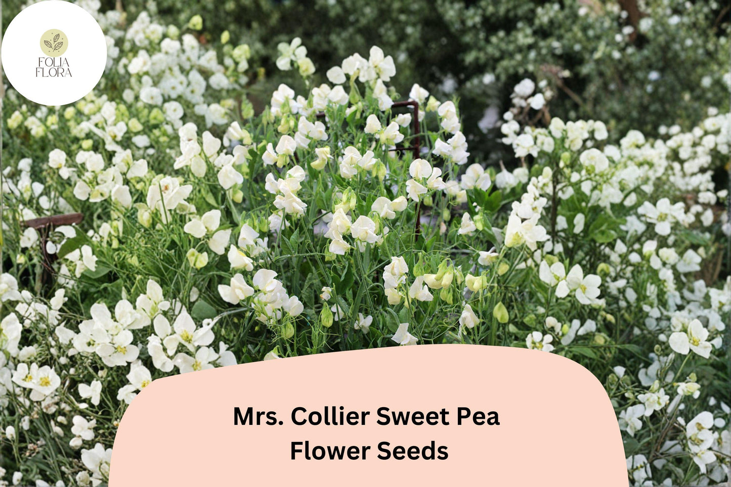 Mrs. Collier Sweet Pea Seeds | Lathyrus odoratus Cream Blooms Garden Planting (50+ Seeds)