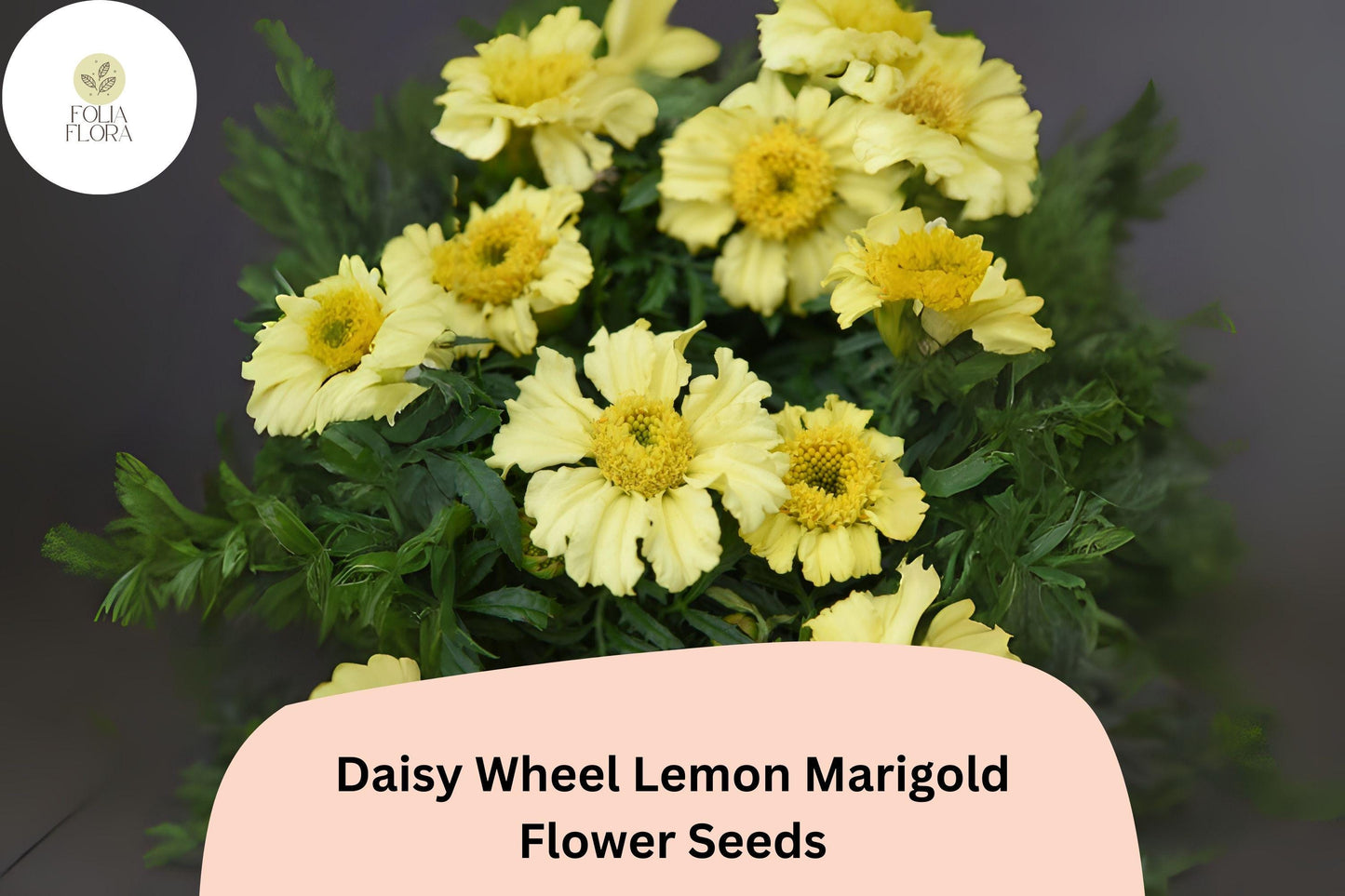 25+ Daisy Wheel Lemon Marigold Seeds | Tagetes tenuifolia | Compact Lemon-Yellow Marigold Flowers for Garden Planting