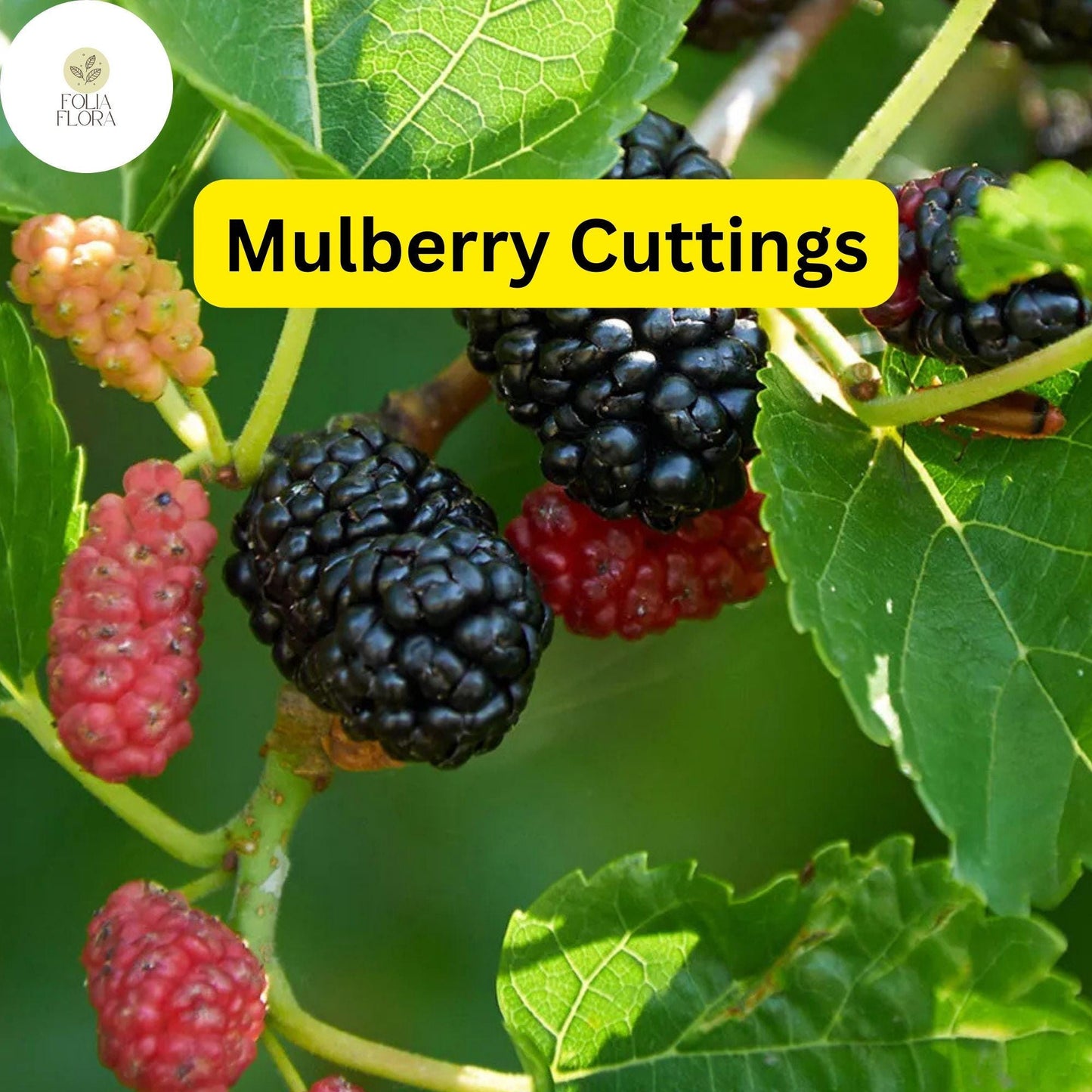 10 Cuttings of Mulberry, Early Fruiting, Easy-to-Root and Grow, Morus alba