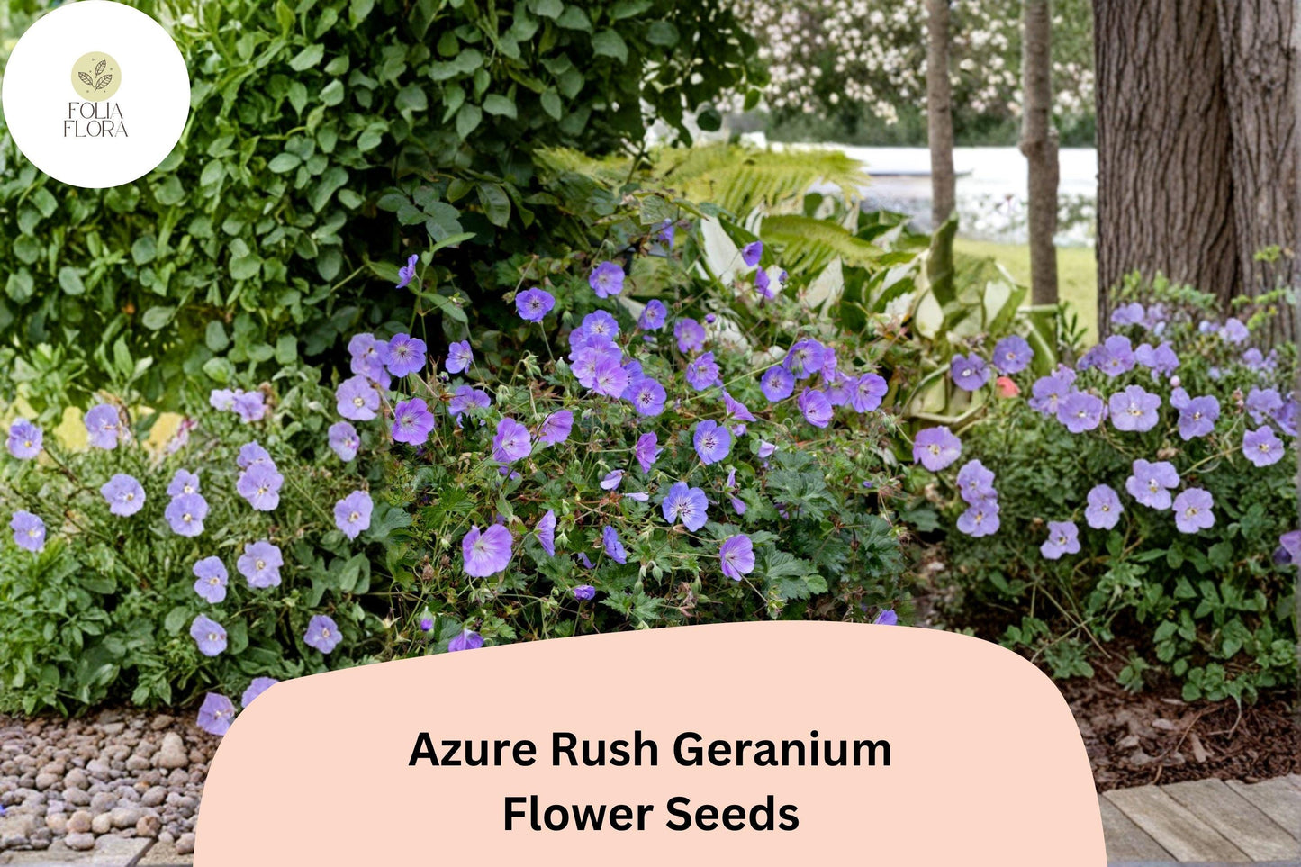 25+ Azure Rush Geranium Seeds: Hardy Perennial Garden Plant, Blue-Purple Blooms, Easy to Grow, Ideal for Pots & Borders