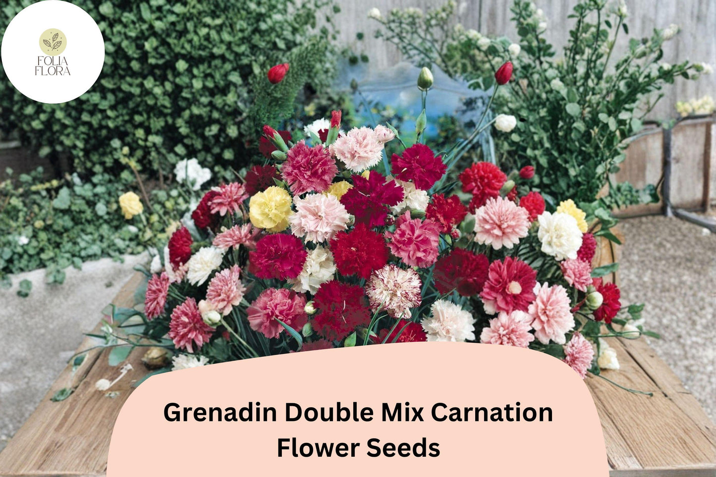 200+ Grenadin Double Mix Carnation Seeds: Fragrant Double Blooms, Colorful Garden Dianthus