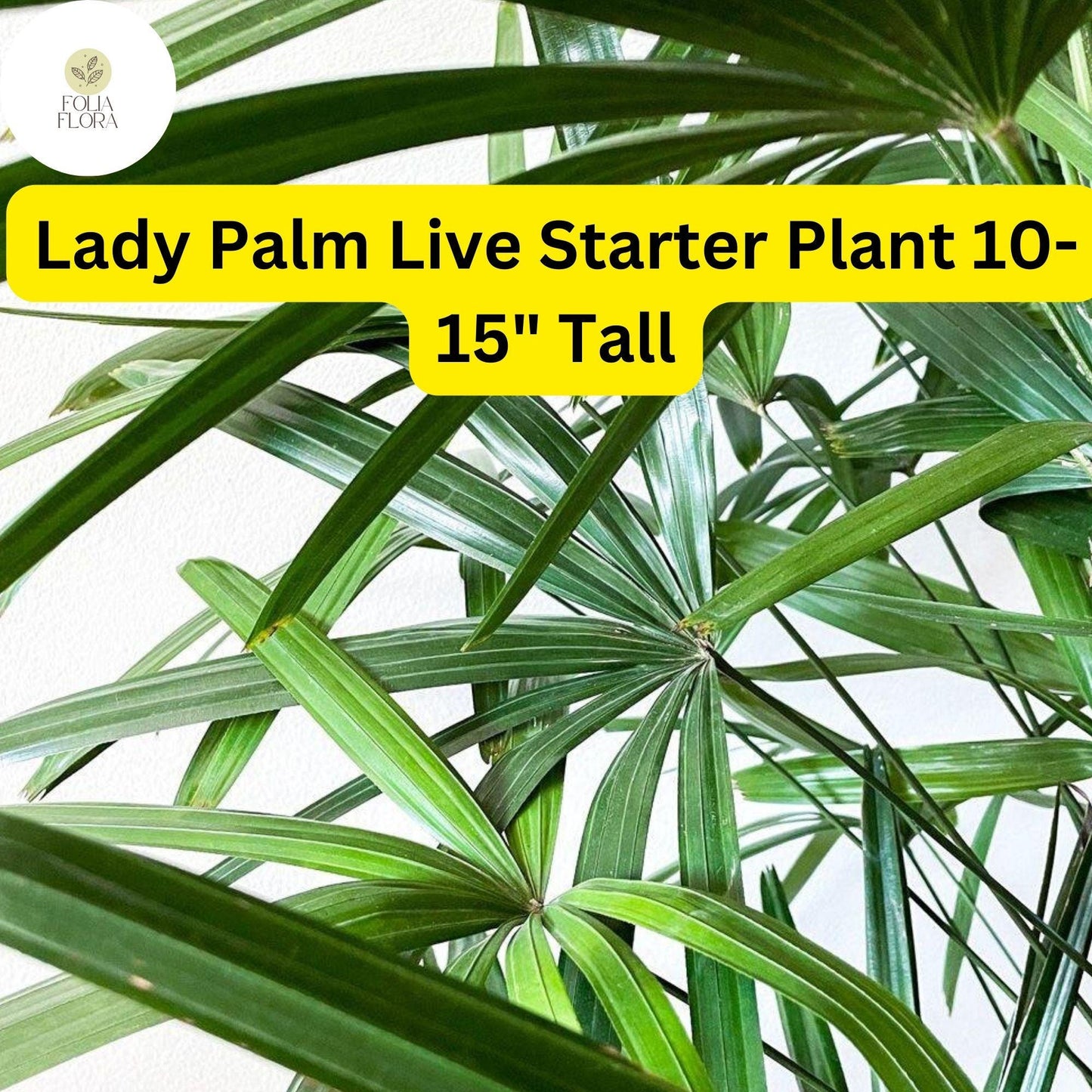 1 Rhapis excelsa Lady Palm - Live Plant 10-15" Tall - Indoor Air-Purifying Palm