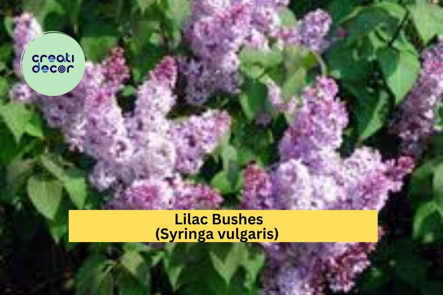 Lilac Bush Bare Roots (5 Pack) – Purple & White Syringa vulgaris – Fragrant Spring Flowering Shrubs for Garden Borders
