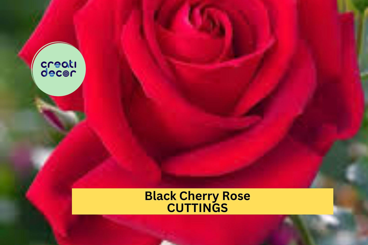 Super Rare Black Cherry Rose Cuttings (3) | Deep Red Rose for Grafting or Rooting | Unique Color Garden Rose Starter Pack