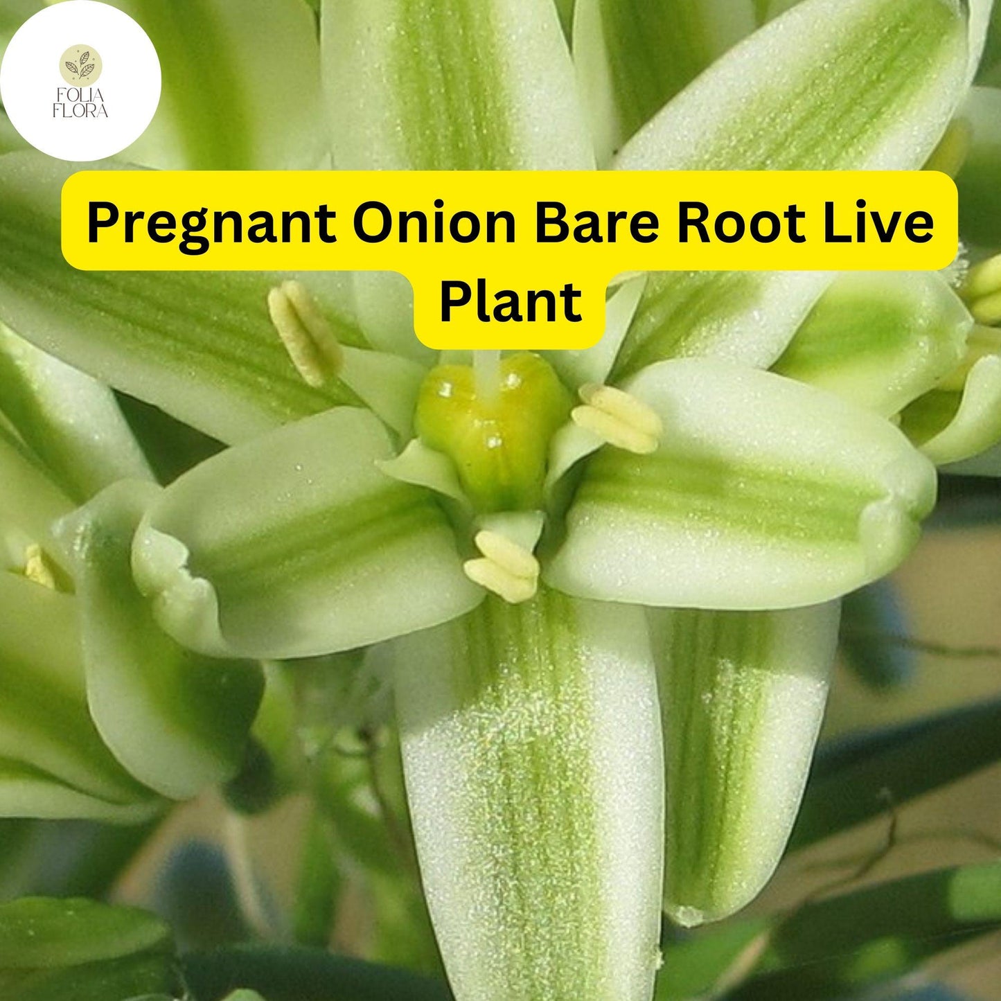 5 Bare Root Live Plants Albuca bracteata ‘Pregnant Onion’| Unique Bulbous Succulent | Easy Care Houseplant | Indoor/Outdoor Plant