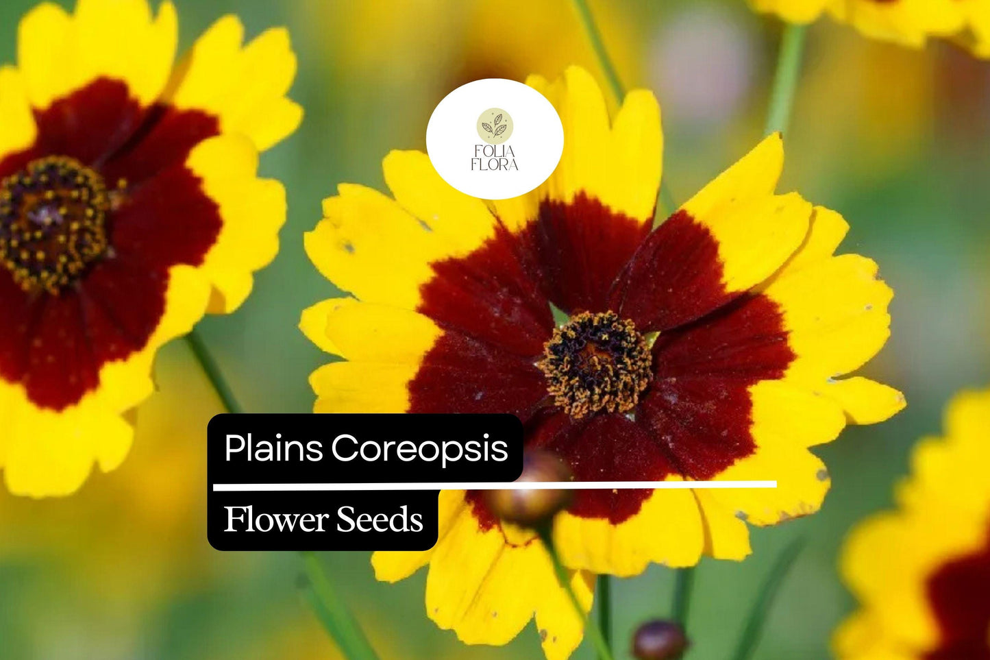 Plains Coreopsis, Coreopsis Tinctoria, Vibrant Yellow and Red Wildflowers for Pollinator Gardens