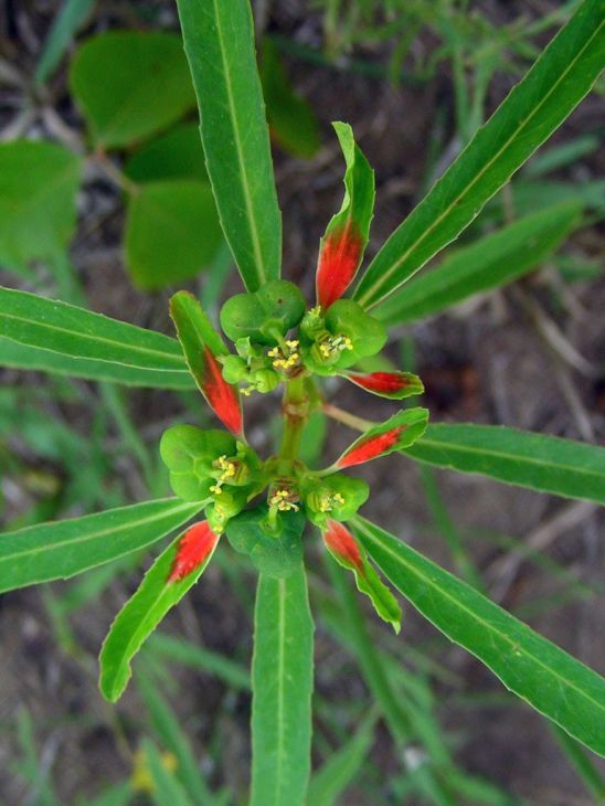 Euphorbia Cyathophora Seeds (10) Painted Spurge β Fire on the Mountain, Native Annual Wildflower, Red Bracts