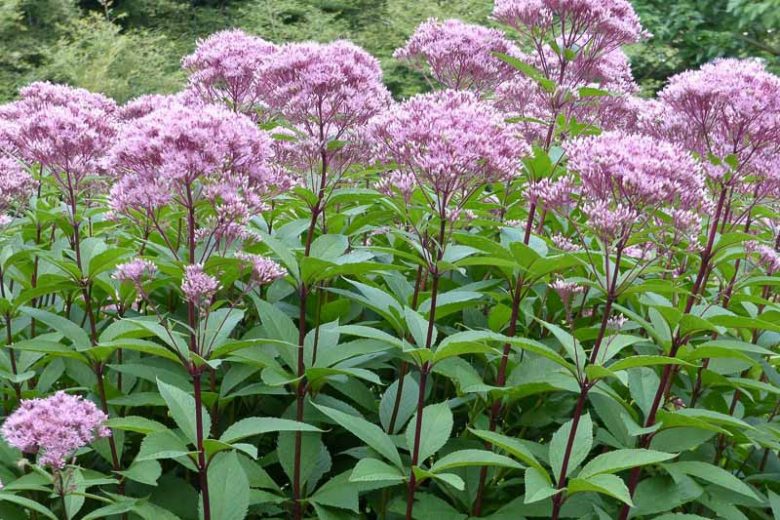 Eutrochium fistulosum Seeds β Hollow Joe-Pye Weed | Native Tall Wildflower | Pollinator Garden Plant | 100 Seeds