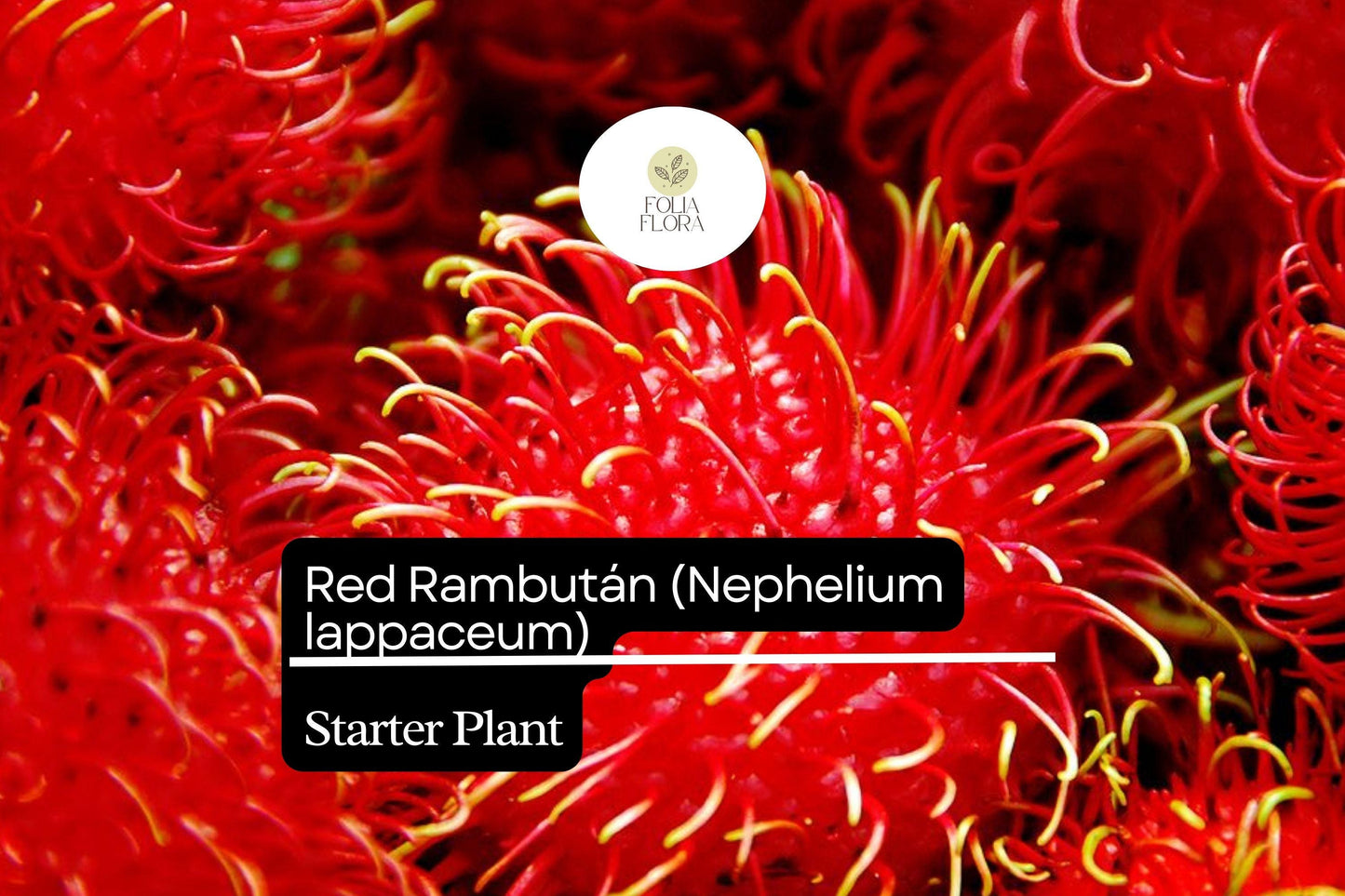 1 Starter Plant Red Rambutan (Nephelium lappaceum) – Exotic Live Fruit Tree 12″-24″ Vibrant