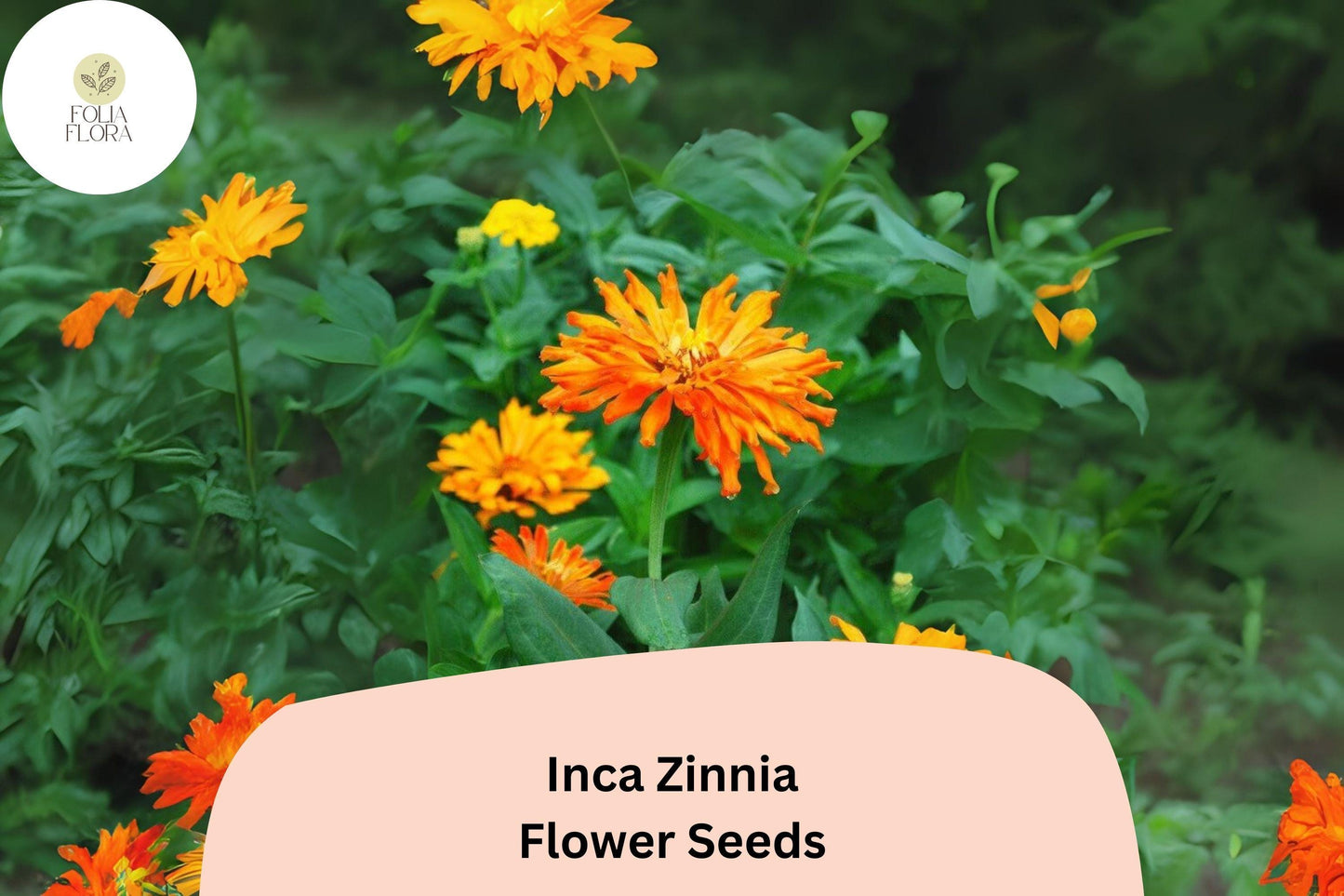 100+ Inca Zinnia Seeds – Bold Golden-Orange Blooms for Summer Garden & Cut Flowers