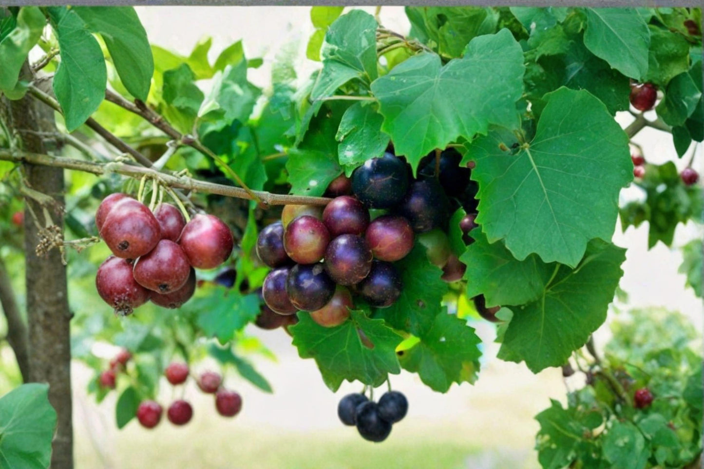 Muscadine Grape 10 Cuttings (5 Male + 5 Female) Vitis rotundifolia Unrooted