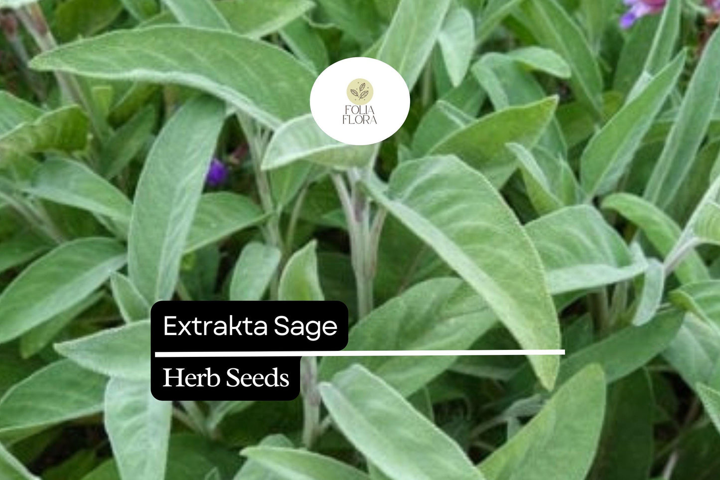 50 Seeds Extrakta Sage (Salvia officinalis) – Aromatic Culinary Herb for Cooking
