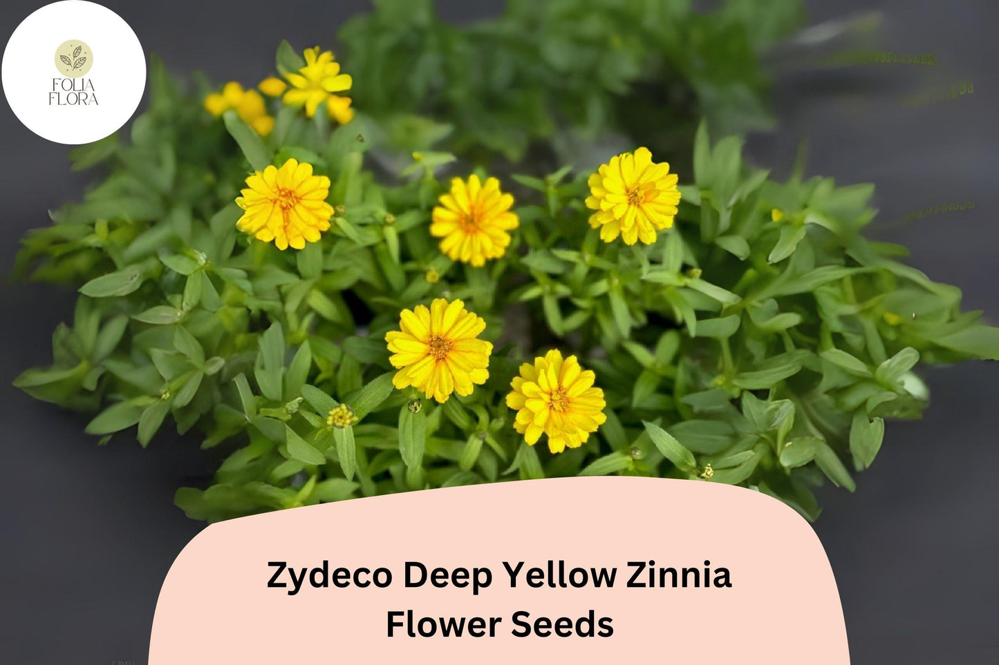 100+ Zydeco Deep Yellow Zinnia Seeds – Bright Golden Blooms for Garden Planting, Borders & Cut Flower Gardens