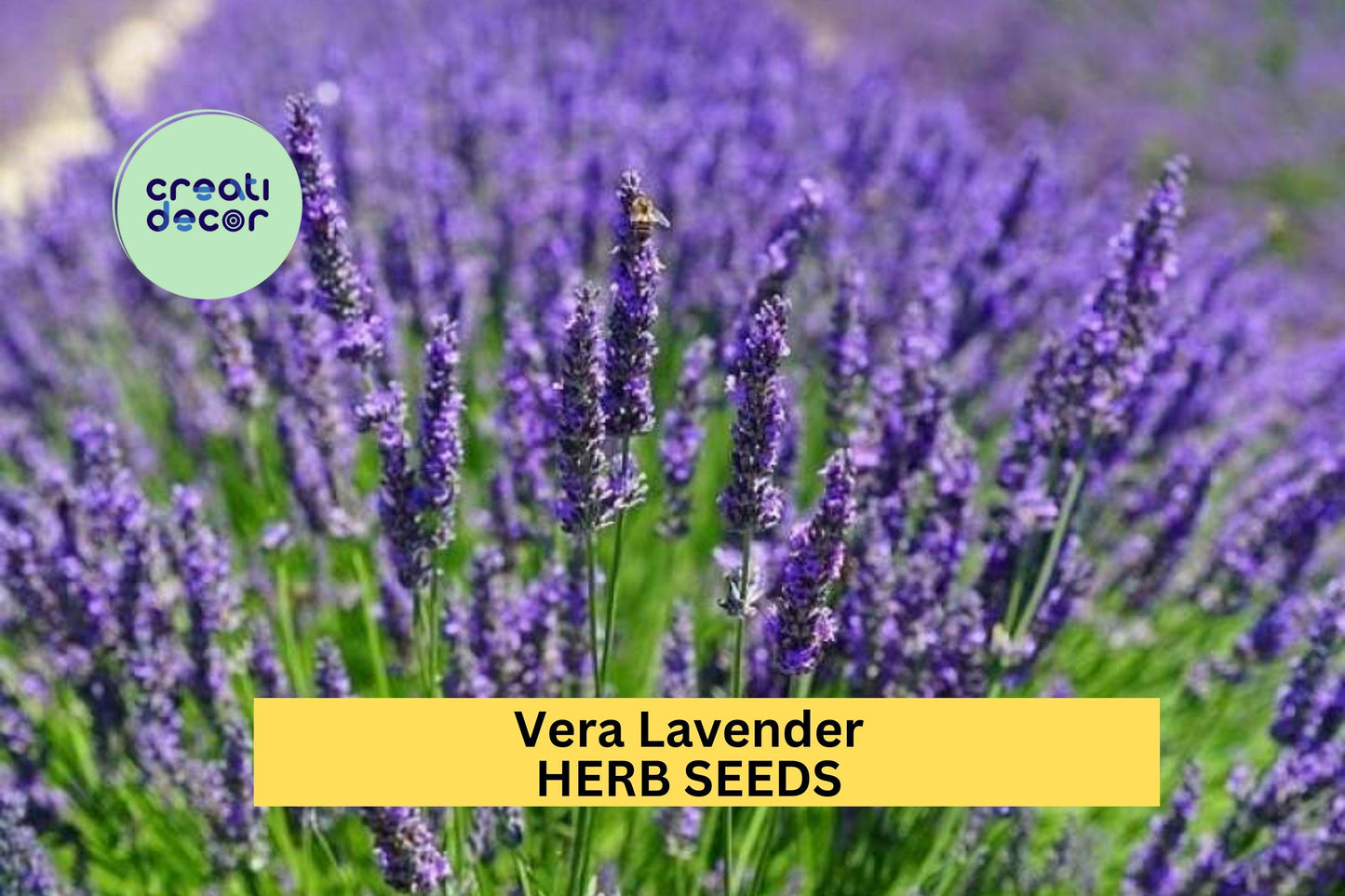 3pcs of 100mg Vera Lavender Seeds – Fragrant Herb for Garden Borders, Pollinator Gardens, and Aromatic Landscaping