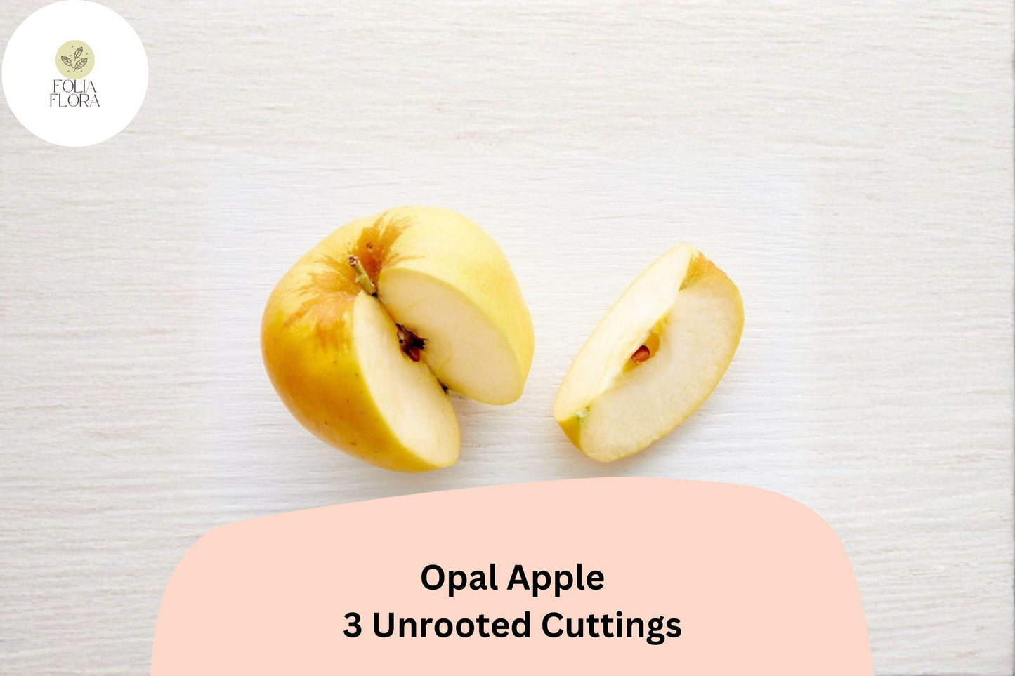 Opal Apple Tree Cuttings – 3 Rare Apple 6"-8" Cuttings for Rooting or Grafting | Fruit Tree Propagation
