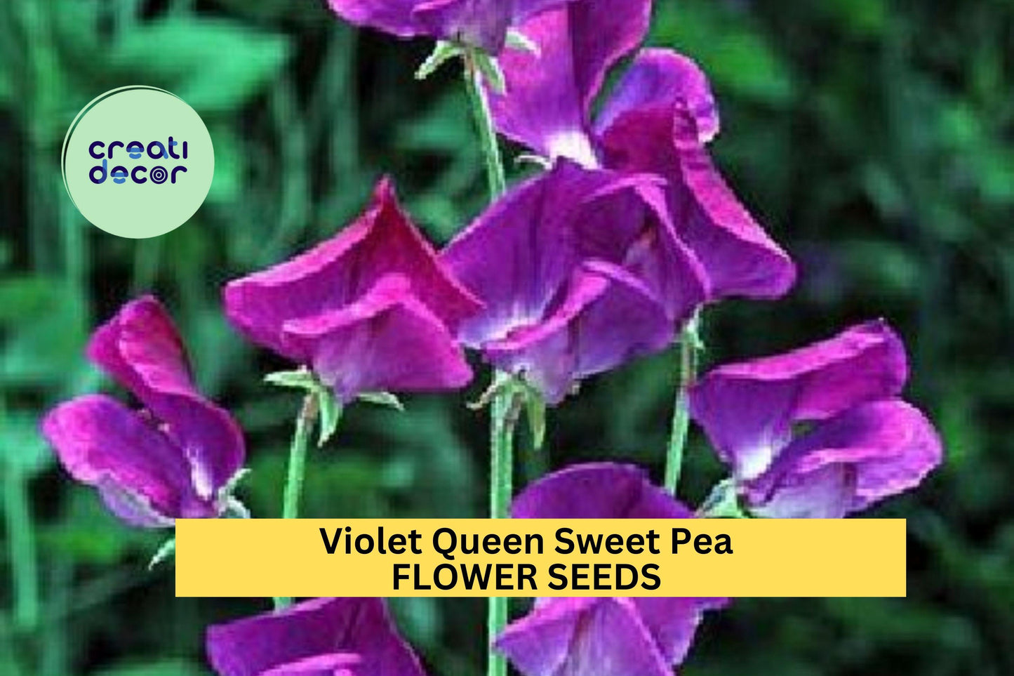 50+ Violet Queen Sweet Pea Seeds – Fragrant Deep Violet Blooms for Garden Planting, Climbing Vines for Trellises – USA