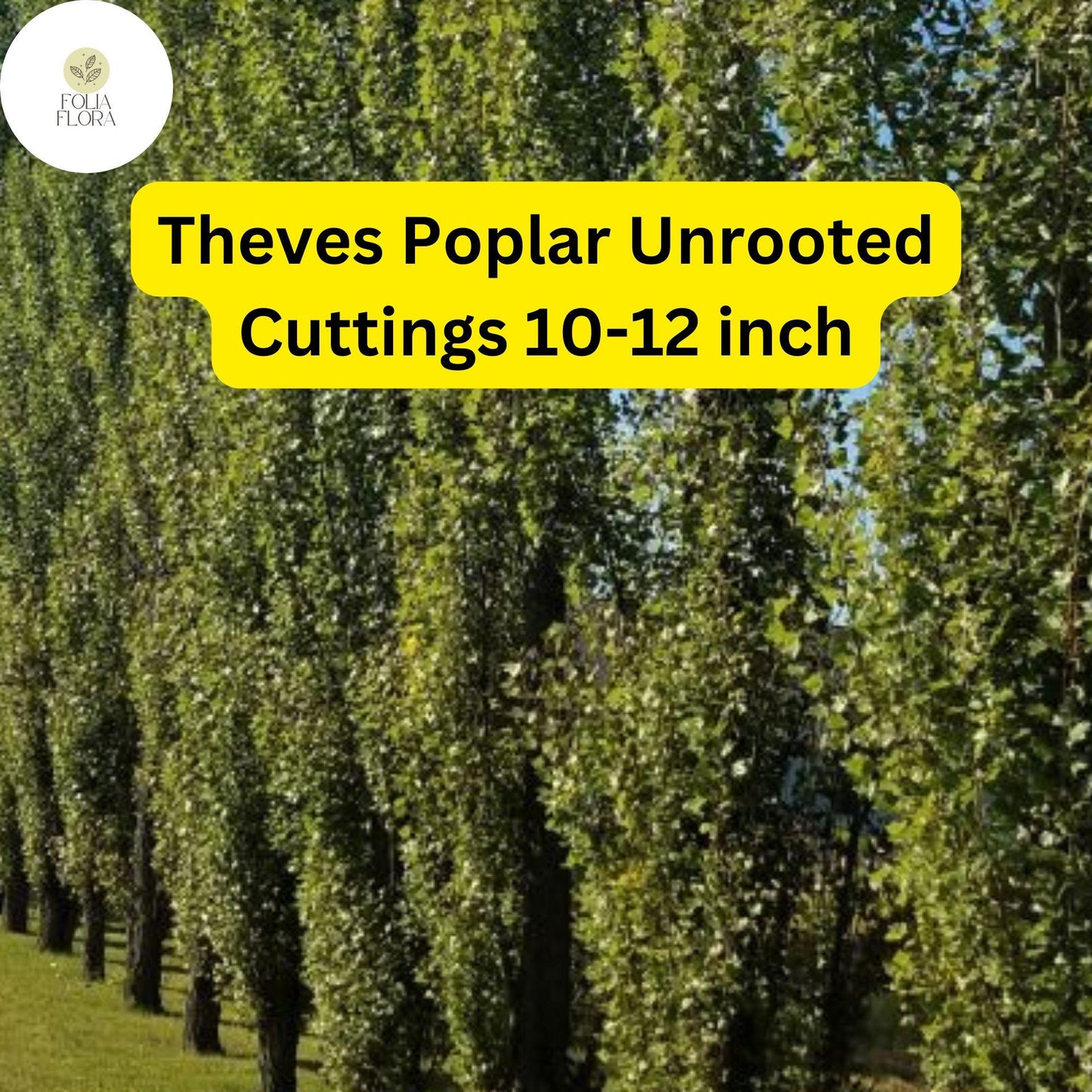 10 Unrooted Cuttings Theves Poplar (Populus nigra ‘Afghanica’) - Easy-to-Root 10-12 Inch