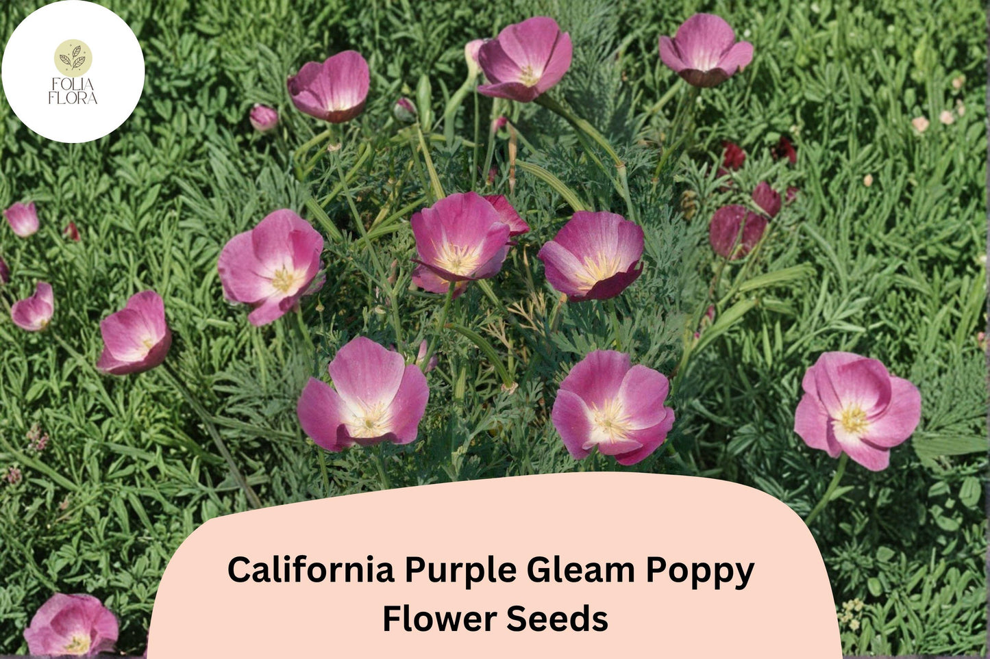 200+ California Purple Gleam Poppy Seeds for Garden Planting - Beautiful Wildflowers