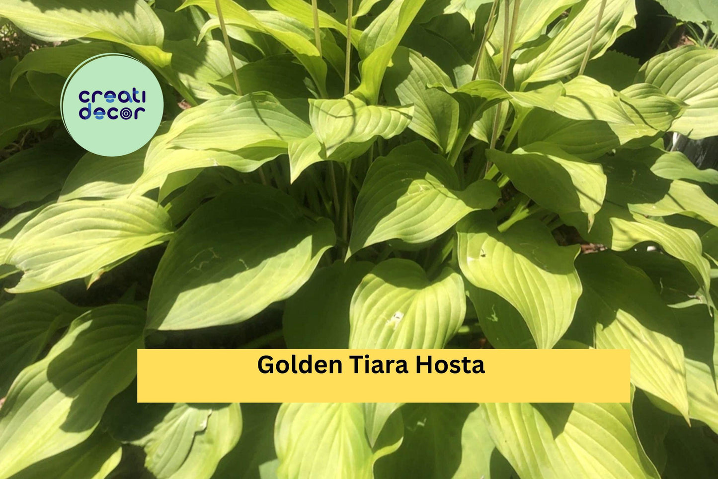 Golden Tiara Hosta Live Plants | 5 Bare Root Shade Perennials | Compact Hostas with Purple Summer Flowers for Outdoor Gardens