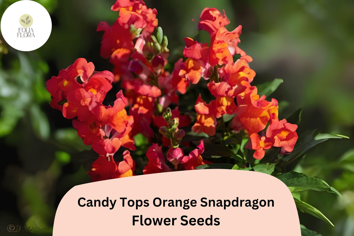 Candy Tops Orange Snapdragon Seeds (Antirrhinum majus) | 1000+ Seeds | Compact, Bright Orange Blooms for Garden & Containers