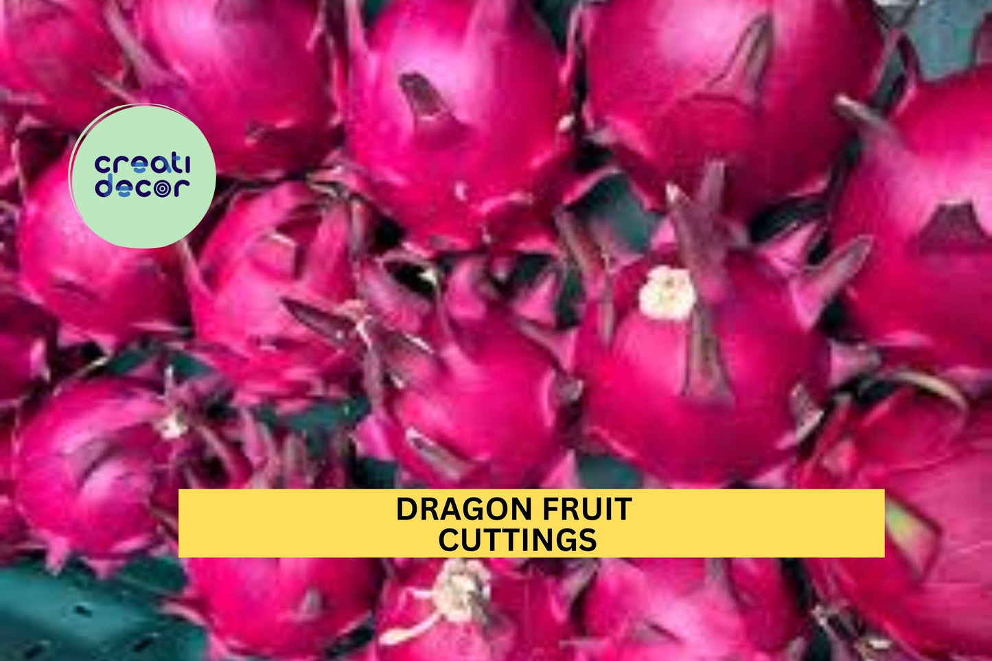 3 Dragon Fruit Cuttings – 15–18” Long Unrooted Stems | Hylocereus Variety for Propagation in Pots, Raised Beds, or Trellised Gardens
