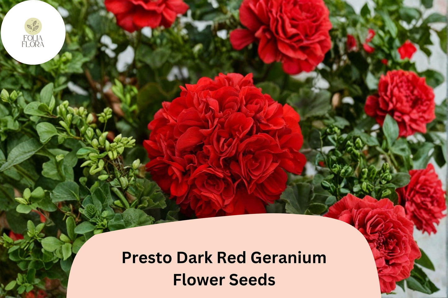 25+ Presto Dark Red Geranium Seeds | Compact Zonal Geranium | Deep Red Blooms for Pots, Borders & Garden Beds