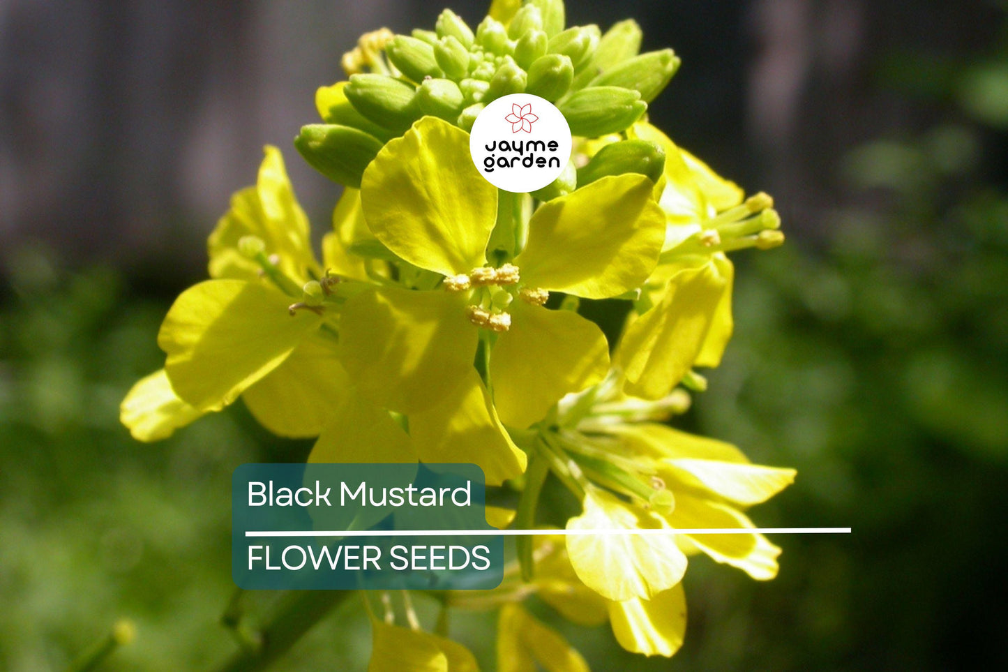 1,000 Black Mustard Seeds - Heirloom Brassica nigra, Culinary & Medicinal Spice, Non-GMO