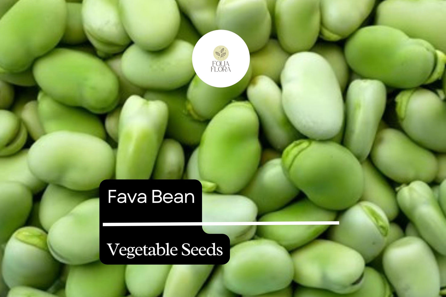 5g Fava Bean Seeds Vicia faba | Heirloom Broad Beans for Planting | Nutritious Cool-Season Vegetable