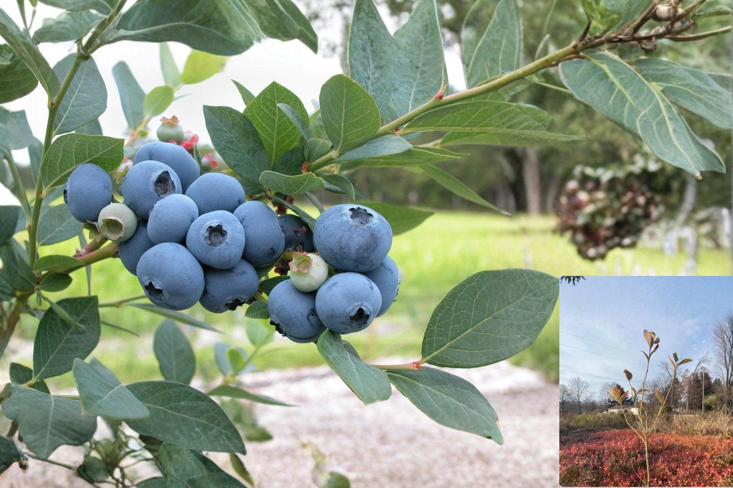 Blueberry 15 Rooted Cuttings 6-12 Inches 2-3 Years Old Mixed Varieties