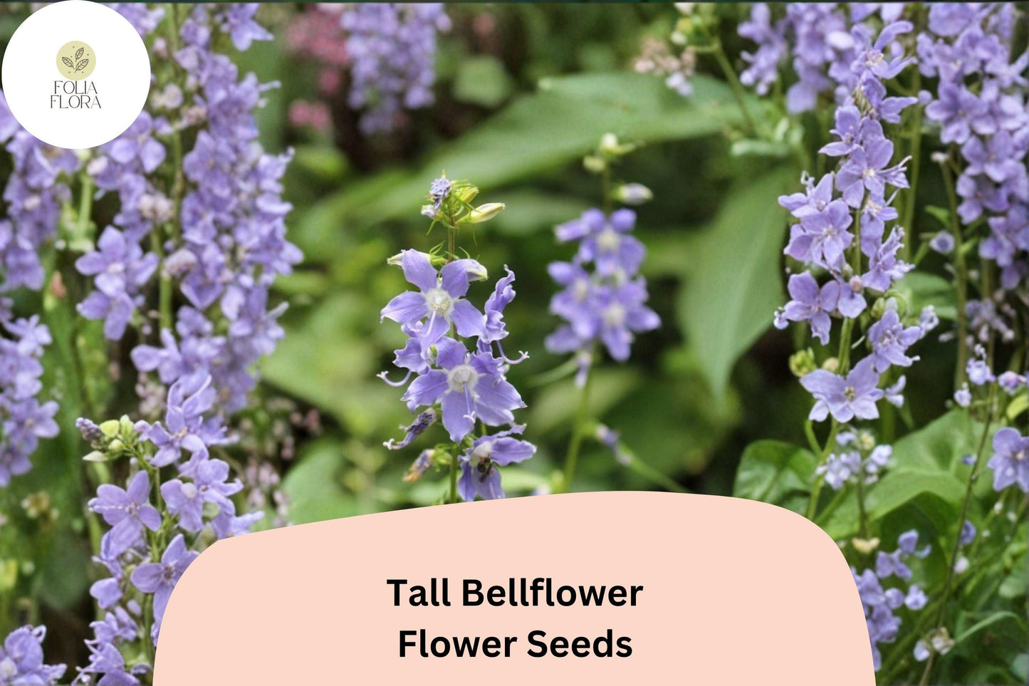 500 Tall Bellflower Seeds | Campanulastrum americanum | Native Blue Wildflower | Pollinator Plant for Shade